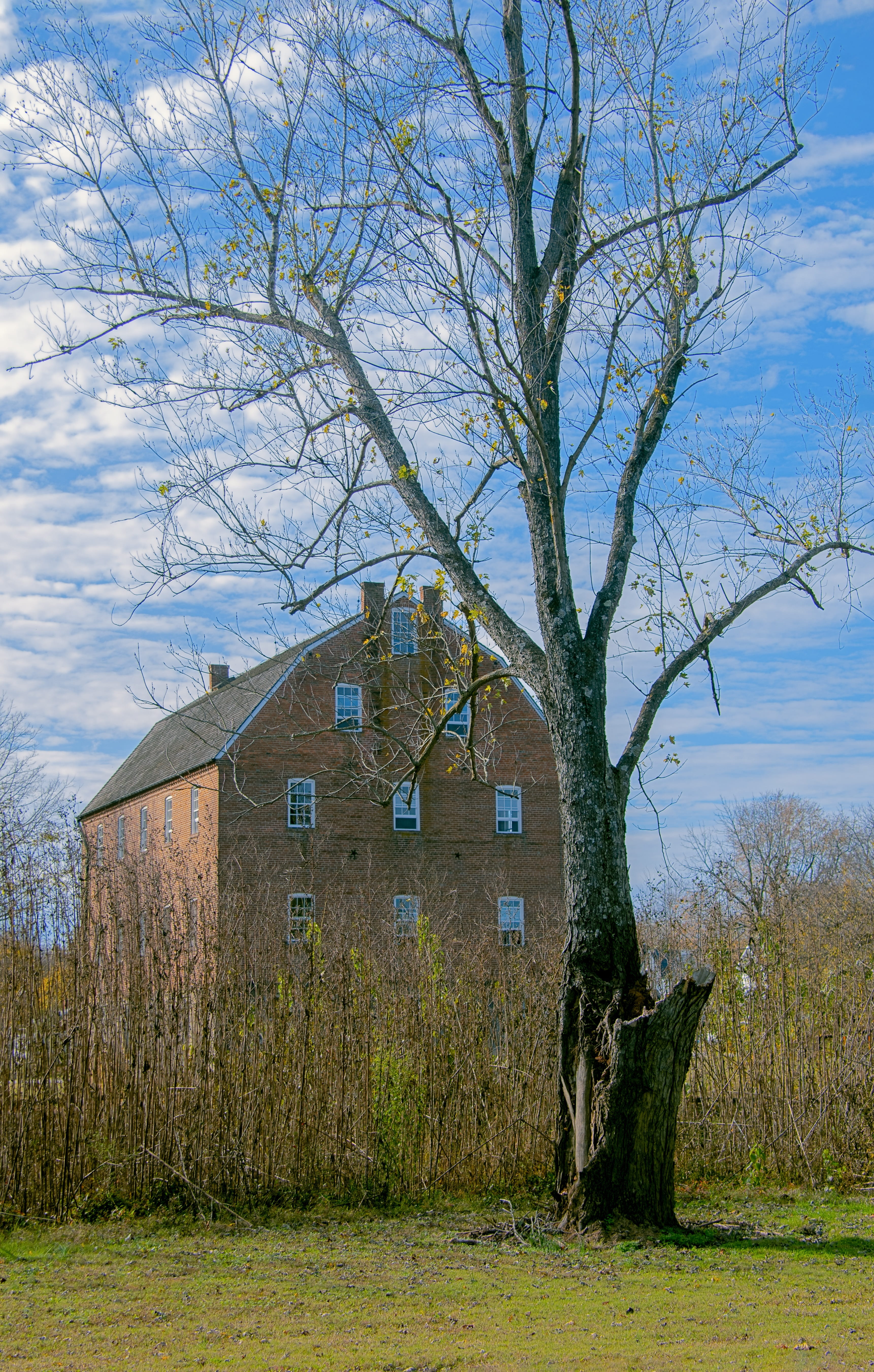 plant, trees, grass, history, branch, no people, scenery, residential district, mill, built structure, fall, rural, tree, building exterior, rustic, cloud - sky, Phone HD Wallpaper