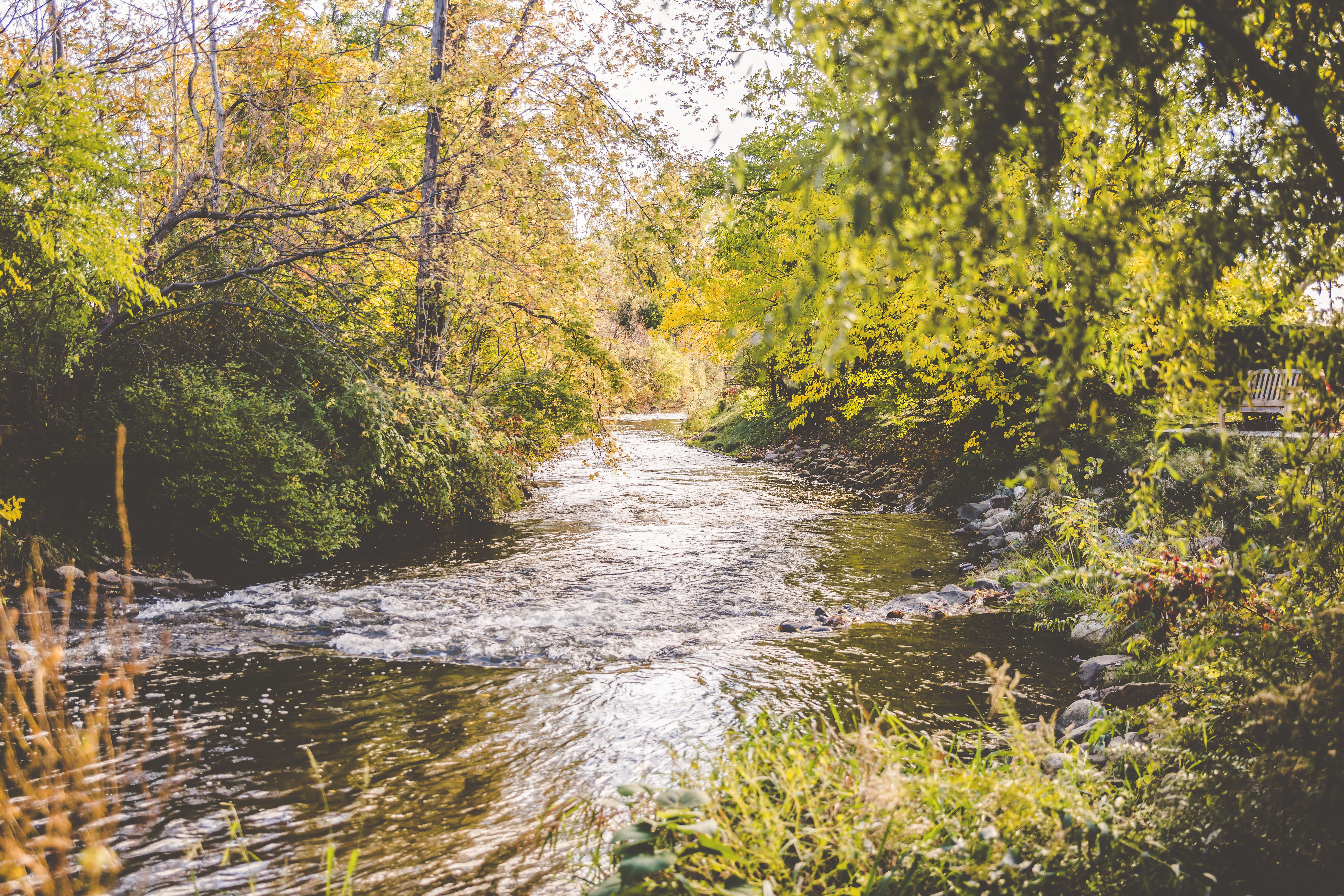harvest, 5K, rush, day, colorful, plant, green, park, rapids, autumn, flowing water, orange, tranquil scene, lake, growth, forest, tree, ravine, non-urban scene, HD Wallpaper