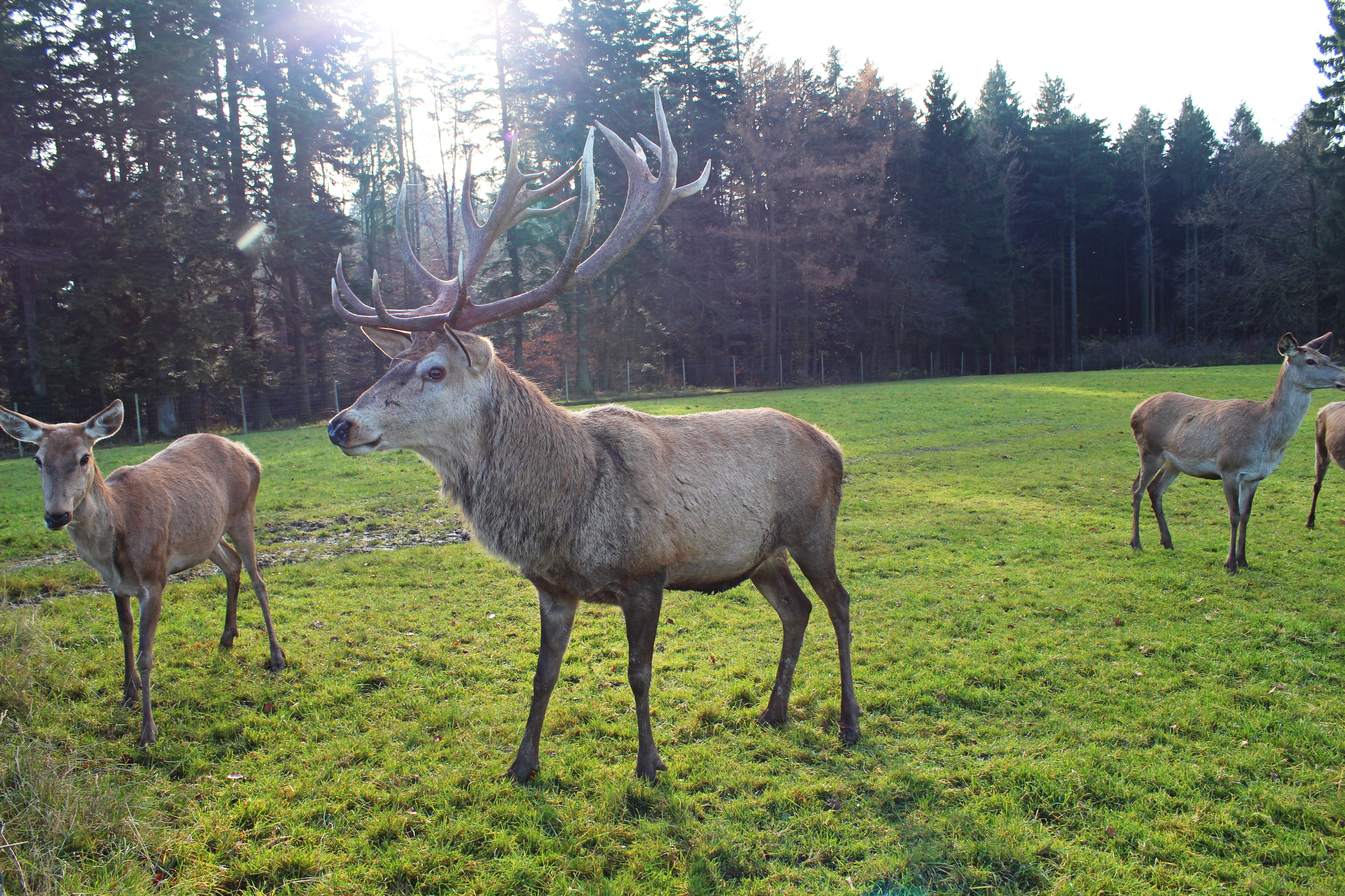 5K, group of animals, vertebrate, animals In The Wild, tree, nature, hirsch, rut, wild, wildlife, green color, animal world, land, grass, plant, antler carrier, HD Wallpaper