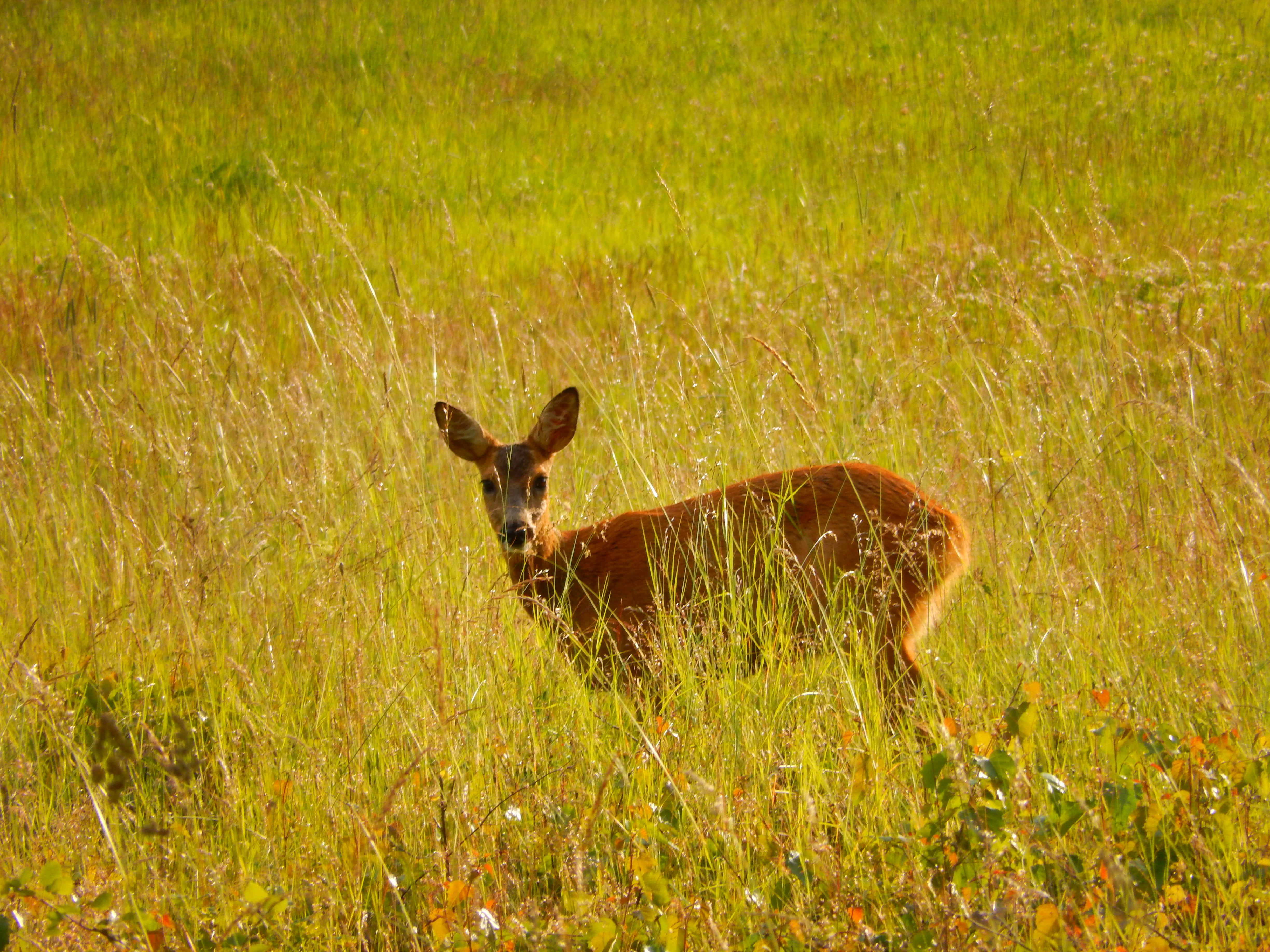 eat, damm wild, animal themes, antler, wild, day, outdoors, land, paarhufer, plant, red deer, forest animal, graze, 4K, vertebrate, roe deer, mammal, meadow, HD Wallpaper