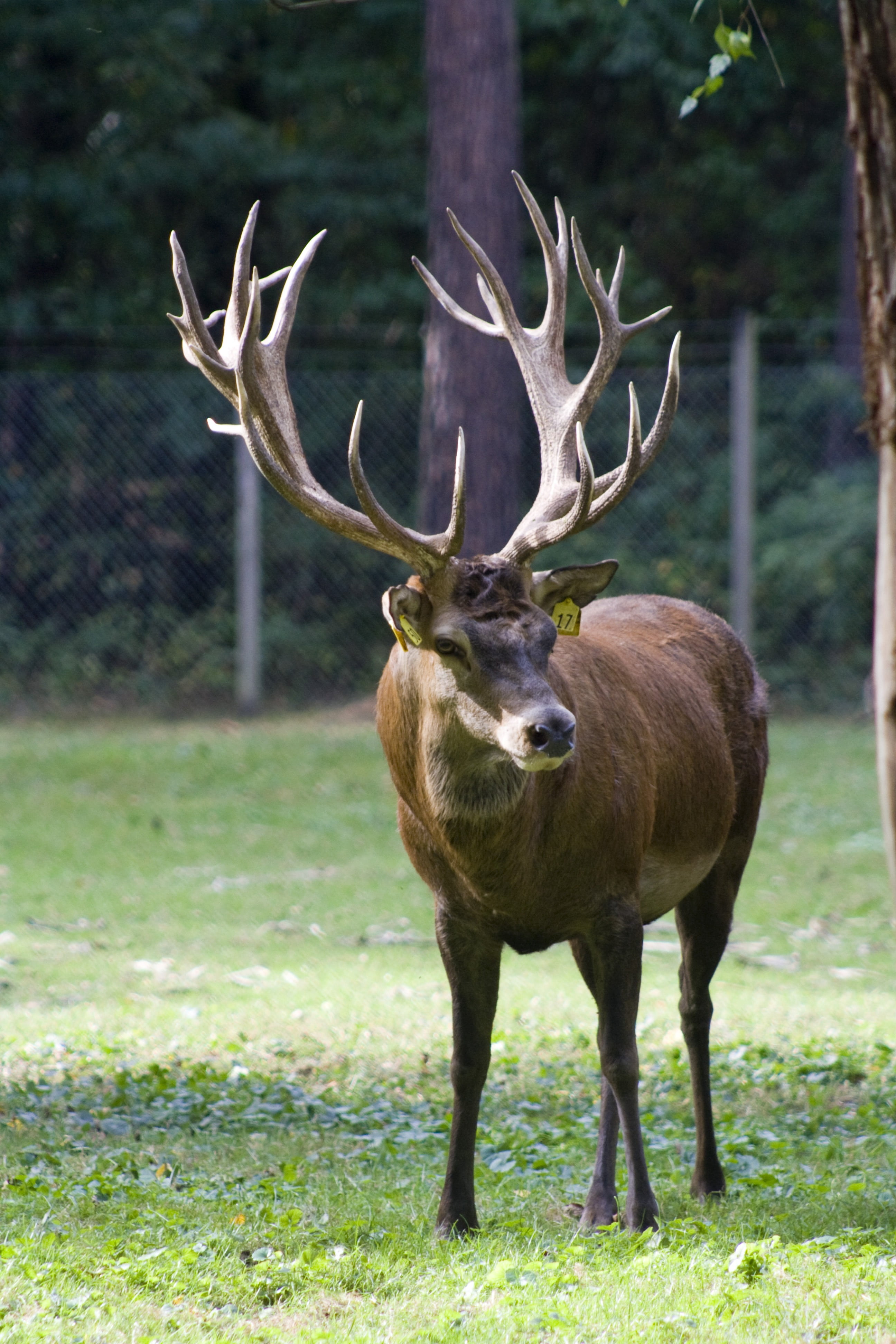 wildlife, herbivorous, plant, one animal, wild, tree, animal wildlife, daytime, animal, hirsch, horned, forest, autumn, graze, no people, outdoors, red Deer - Animal, Phone HD Wallpaper