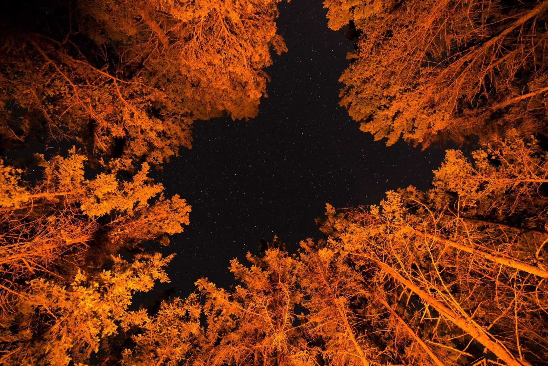 1080P, Canopy, Forest, Night, Stars, Tree, Trees, Earth, Foliage, Orange, Fall, HD Wallpaper
