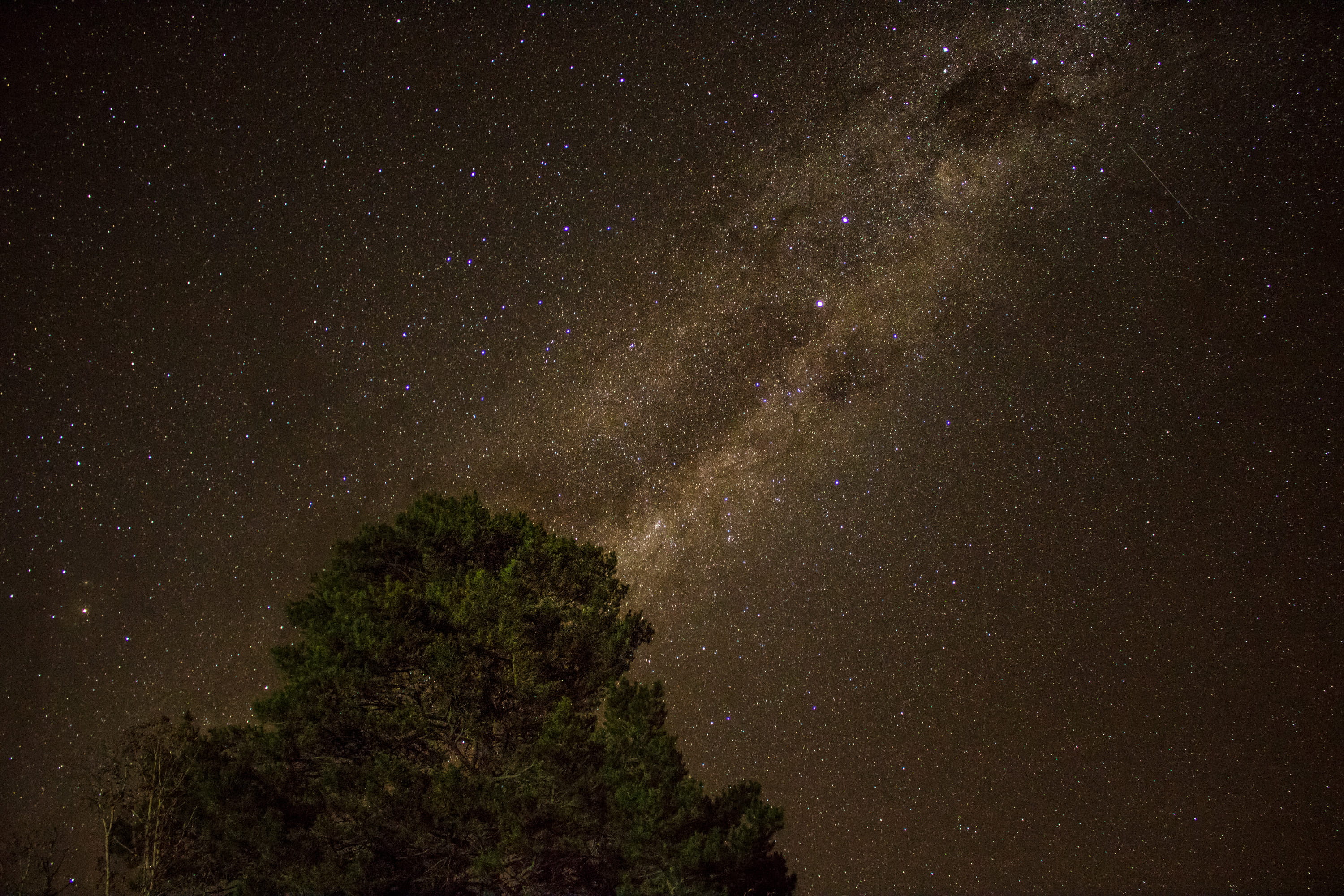 galaxy, night, 2K, tree, starry, nature, sky, universe, falling stars, astronomy, star, star - space, dust, night sky, stars, milky way, low angle view, HD Wallpaper