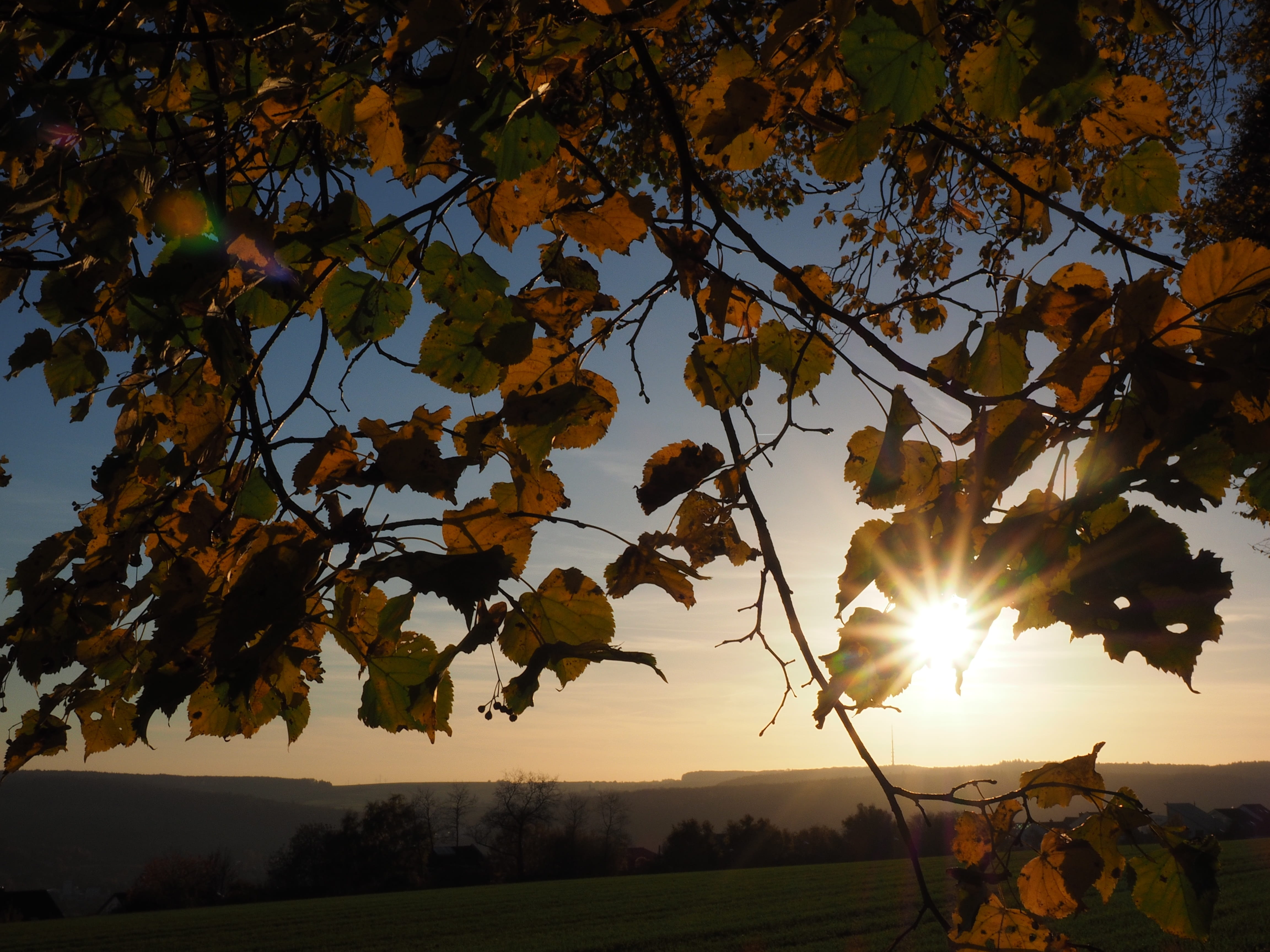 autumn, ulm, panorama trail, sunlight, eselsberg, lime tree, leaf, land, tranquil scene, höhenweg, rural Scene, sonnenstern, change, beauty In Nature, sky, HD Wallpaper