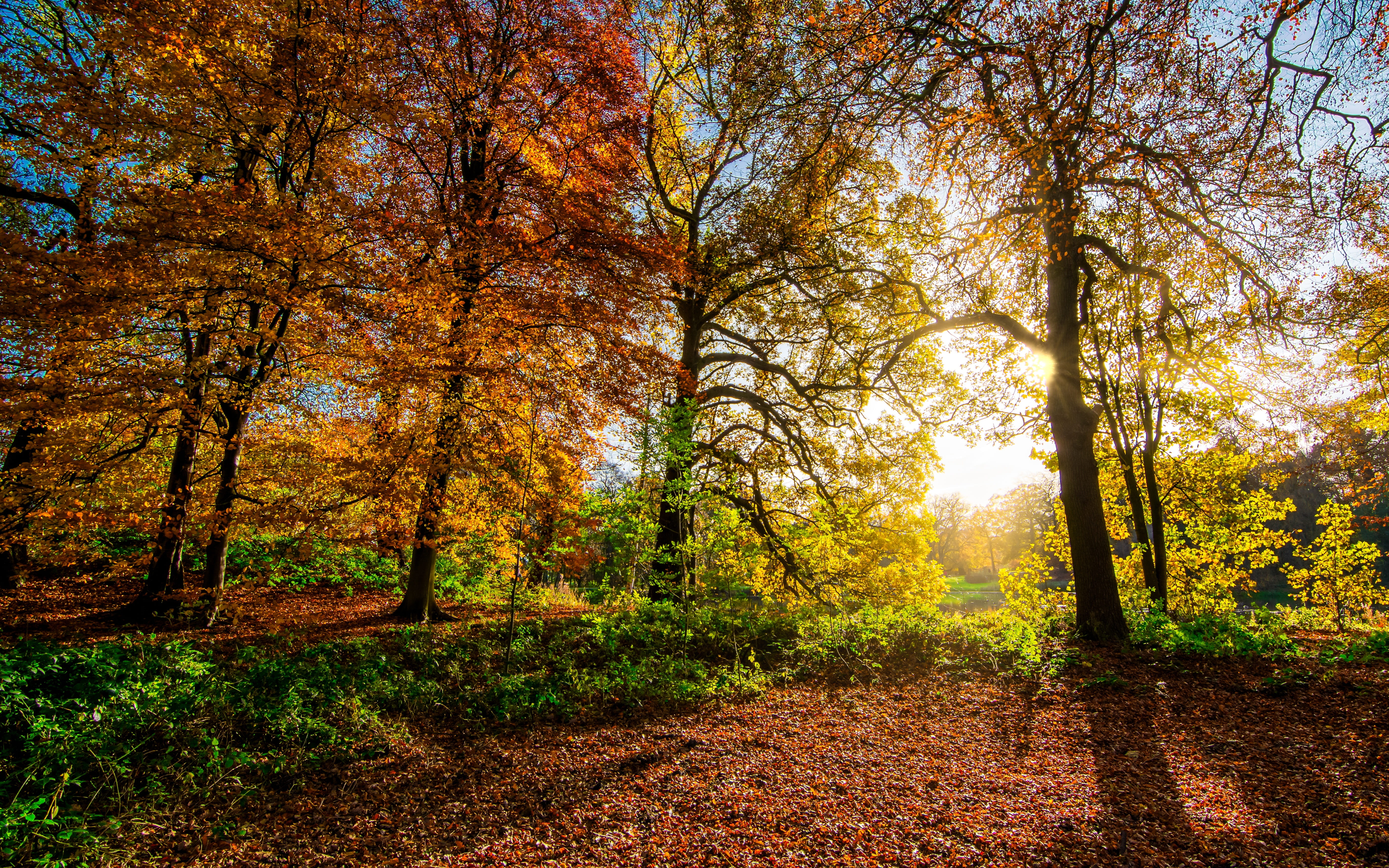 tranquil scene, sunrays, woodland, tranquility, yellow, outdoors, trees, autumn, sun, 5K, autumn tree, nostell priory, sunshine, red, landscape, photography, HD Wallpaper