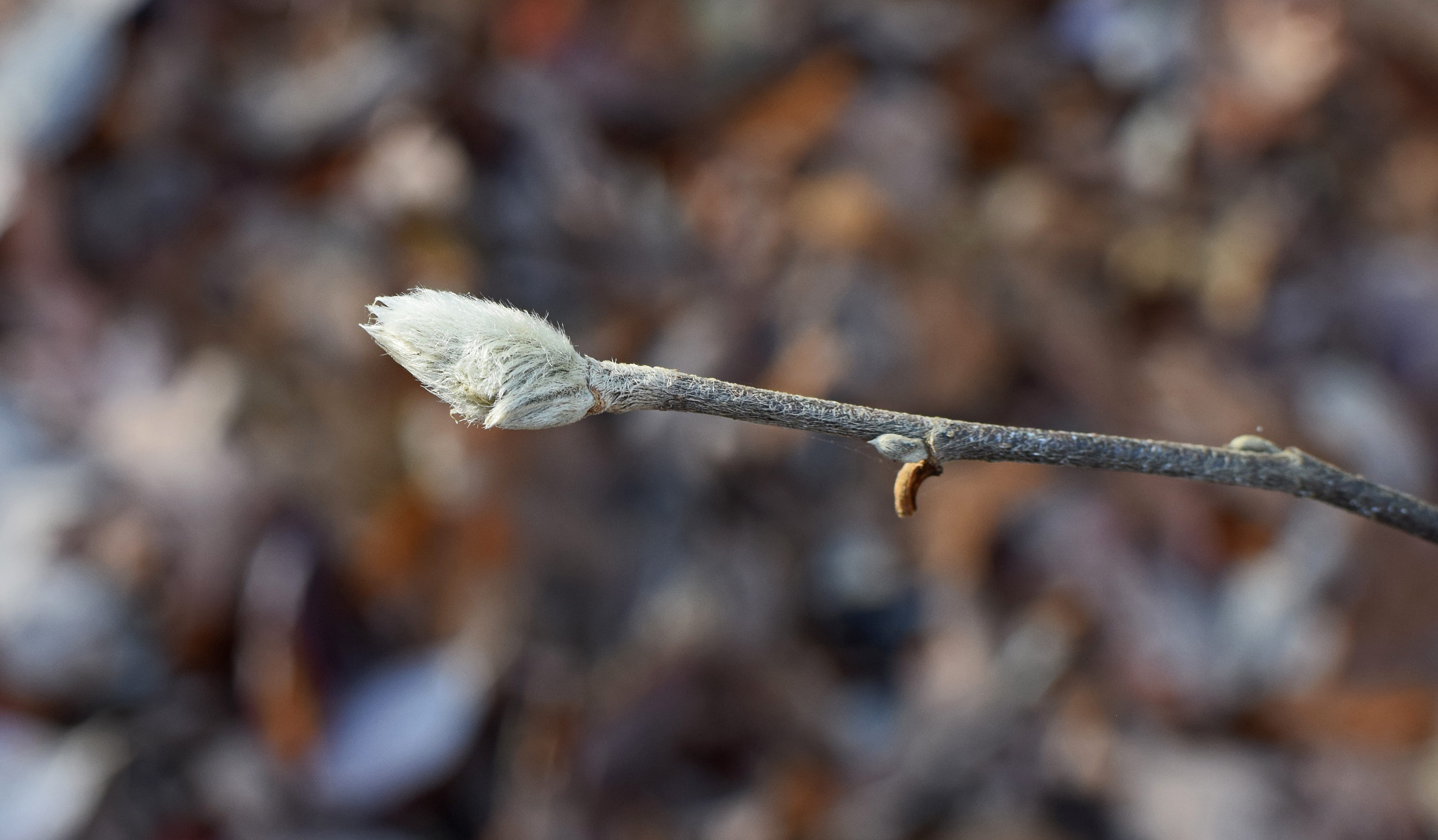 plant stem, pussy willow, plant, bud, vulnerability, twig, focus on foreground, autumn, land, outdoors, 4K, selective focus, close-up, united states, tree, HD Wallpaper