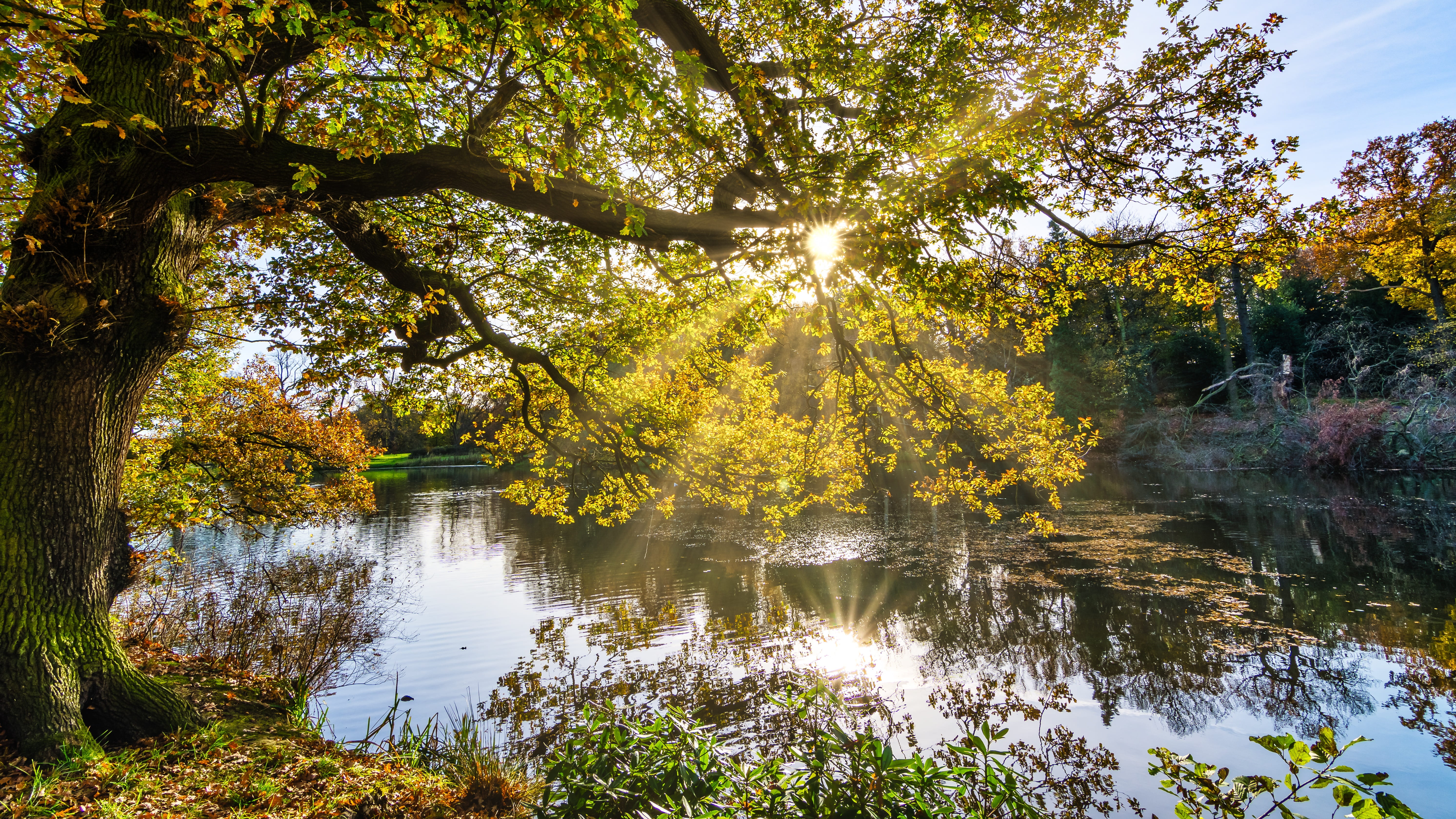 tree, radiance, beautiful inspirational, scenics - nature, autumn, yellow, seasons, autumn tree, lake, 5K, water, sky, sun star, no people, landscape, HD Wallpaper