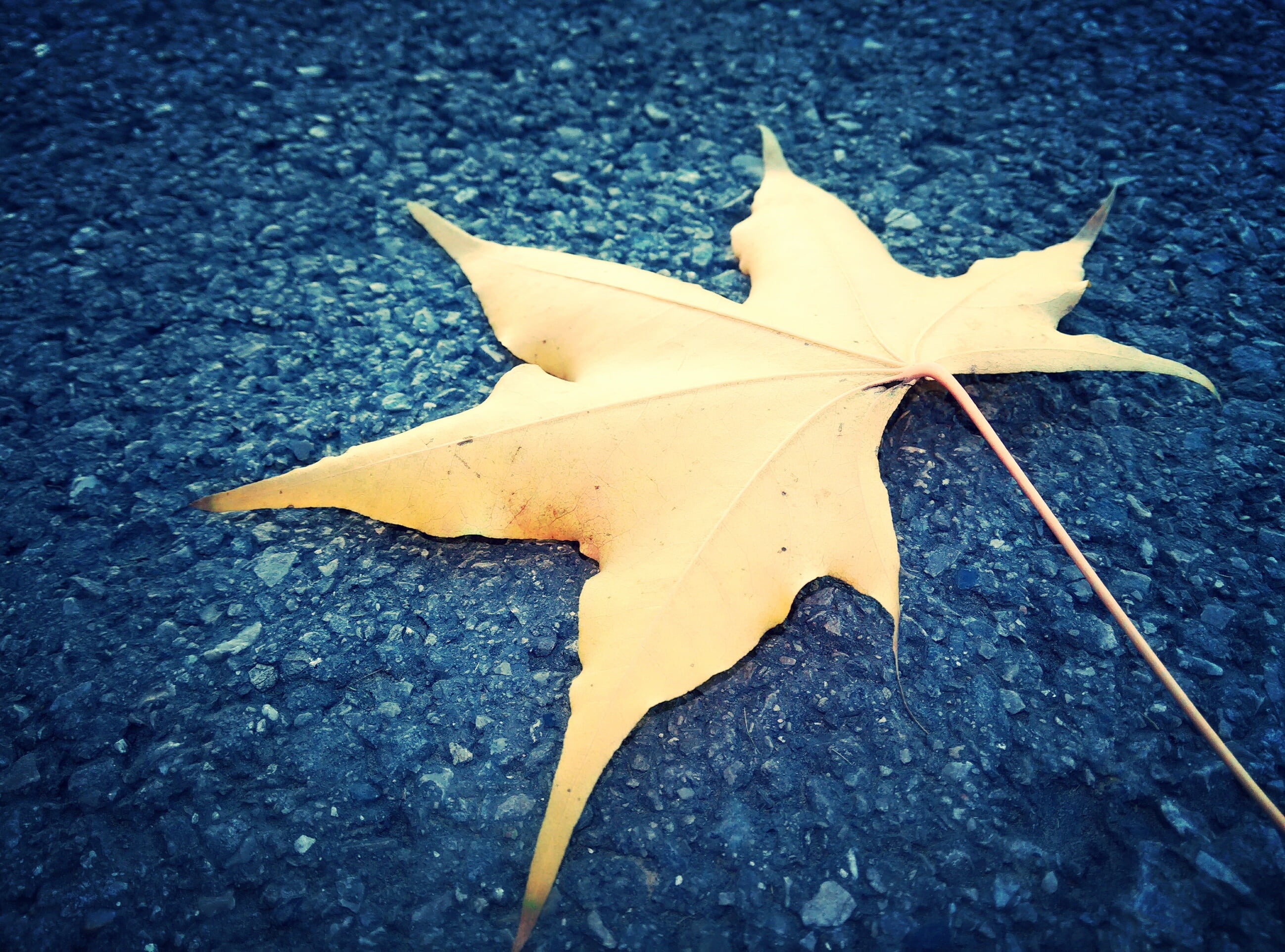 leaves, yellow, beijing, nature, autumn, south park, day, fragility, maple, leaf, change, maple leaf, outdoors, high angle view, no people, textured, asphalt, HD Wallpaper