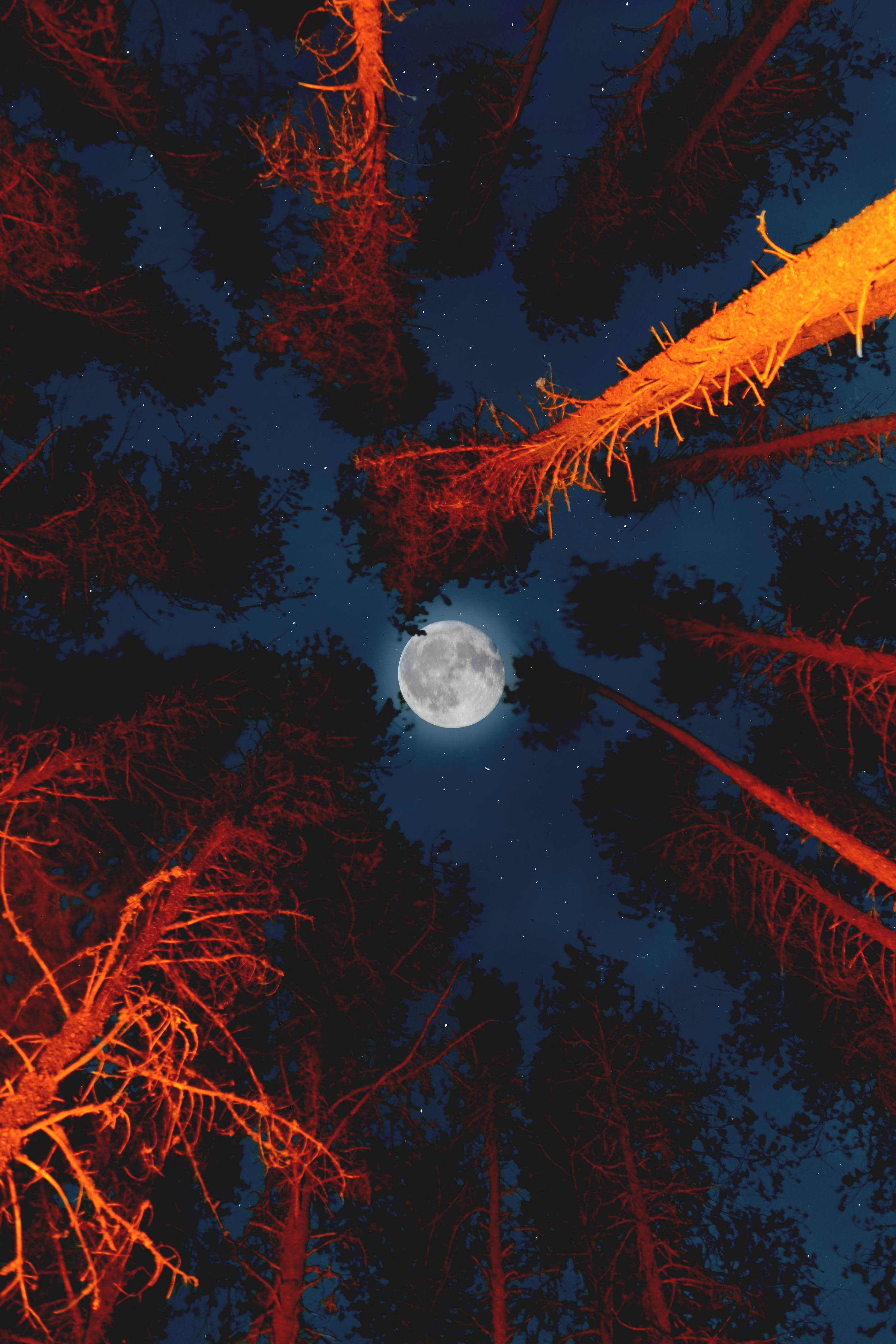 red, scenics, autumn, camping, looking up, glow, dark, nature, winter, fall, night, forest, dusk, blue, season, campfire, tree, branch, orange, outdoors, Phone HD Wallpaper