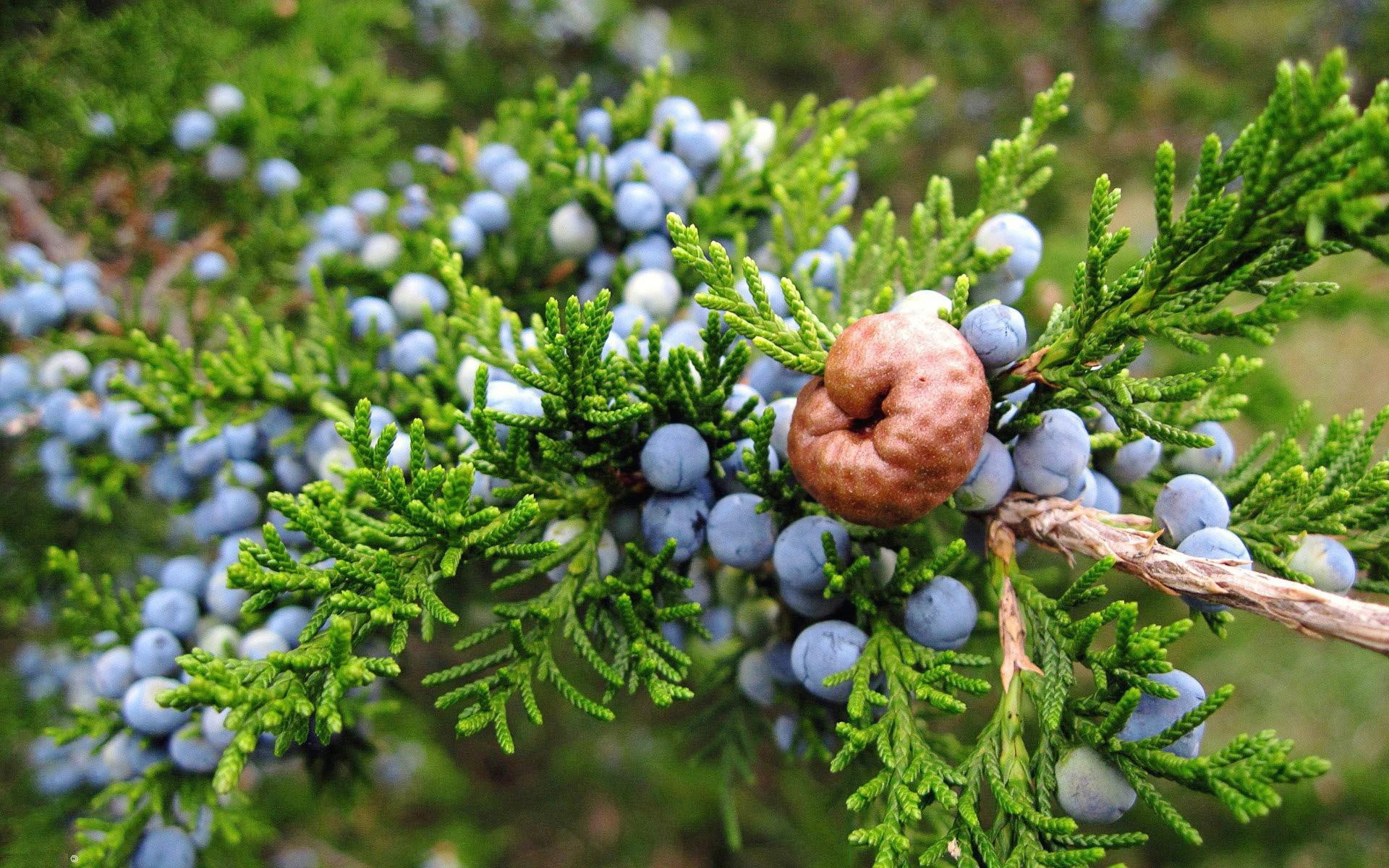 1920x1200, tree, plant, photography, fir, 1080P, green, HD Wallpaper