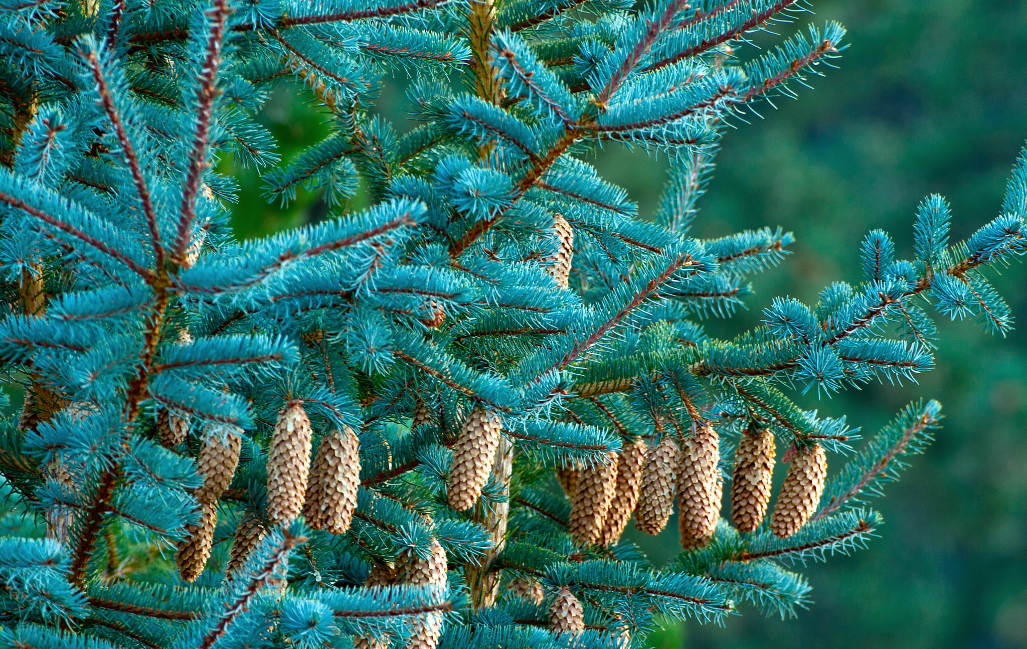growth, fir Tree, twig, leaf, pinaceae, evergreen Tree, forest, coniferous Tree, tranquility, blue, winter, green Color, white, summer, tree, backgrounds, HD Wallpaper