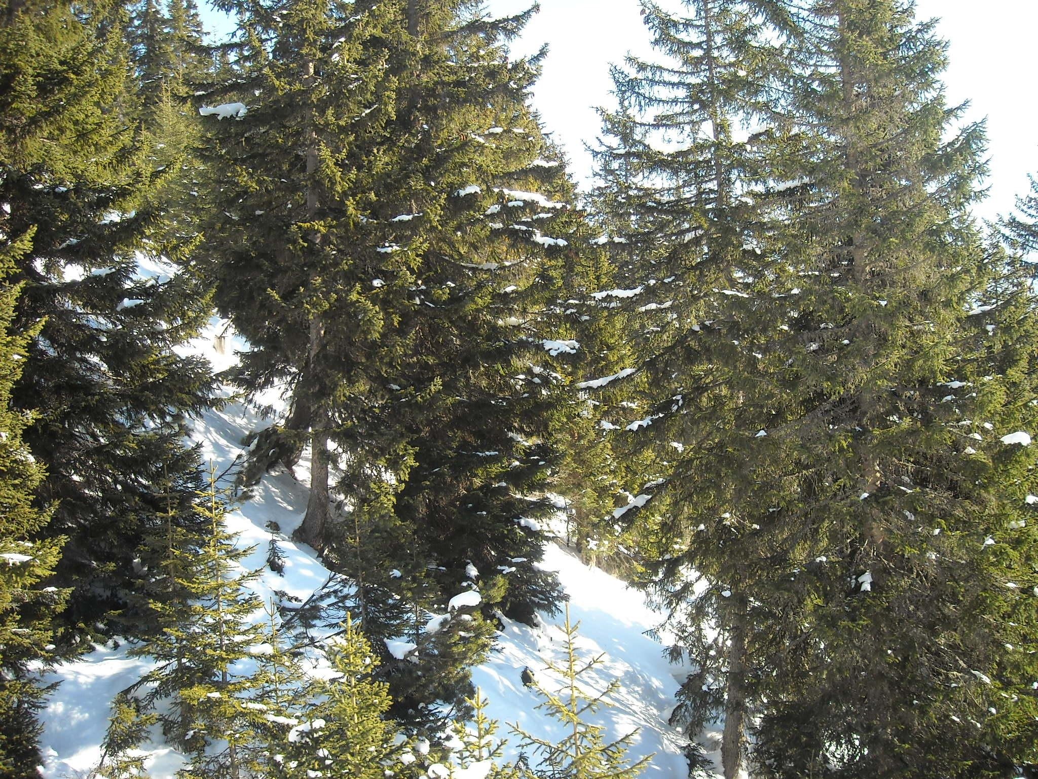 mountains, firs, fir tree, 3d, austria, blue, white, trees, fir, skiing, 1080P, woods, snow, rock, HD Wallpaper