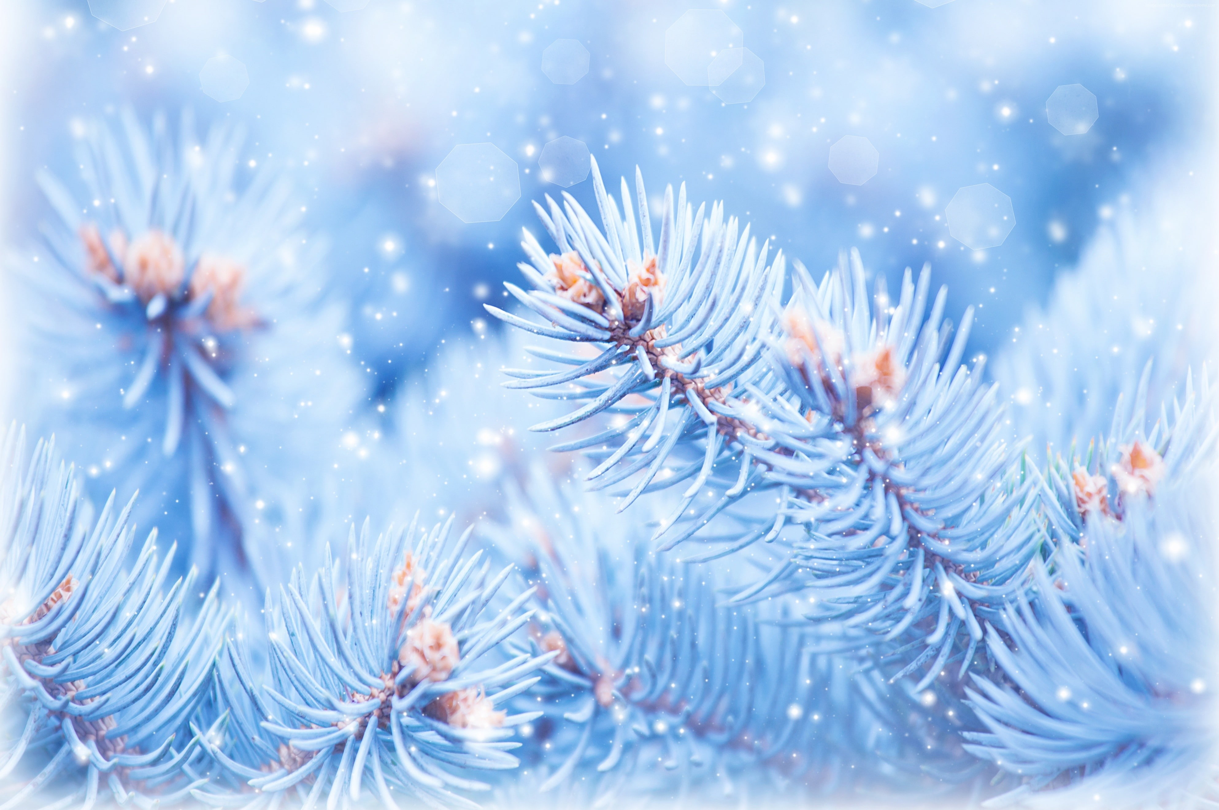 4k, 5k, blue, Christmas, 4K, Fir-tree, winter, HD Wallpaper