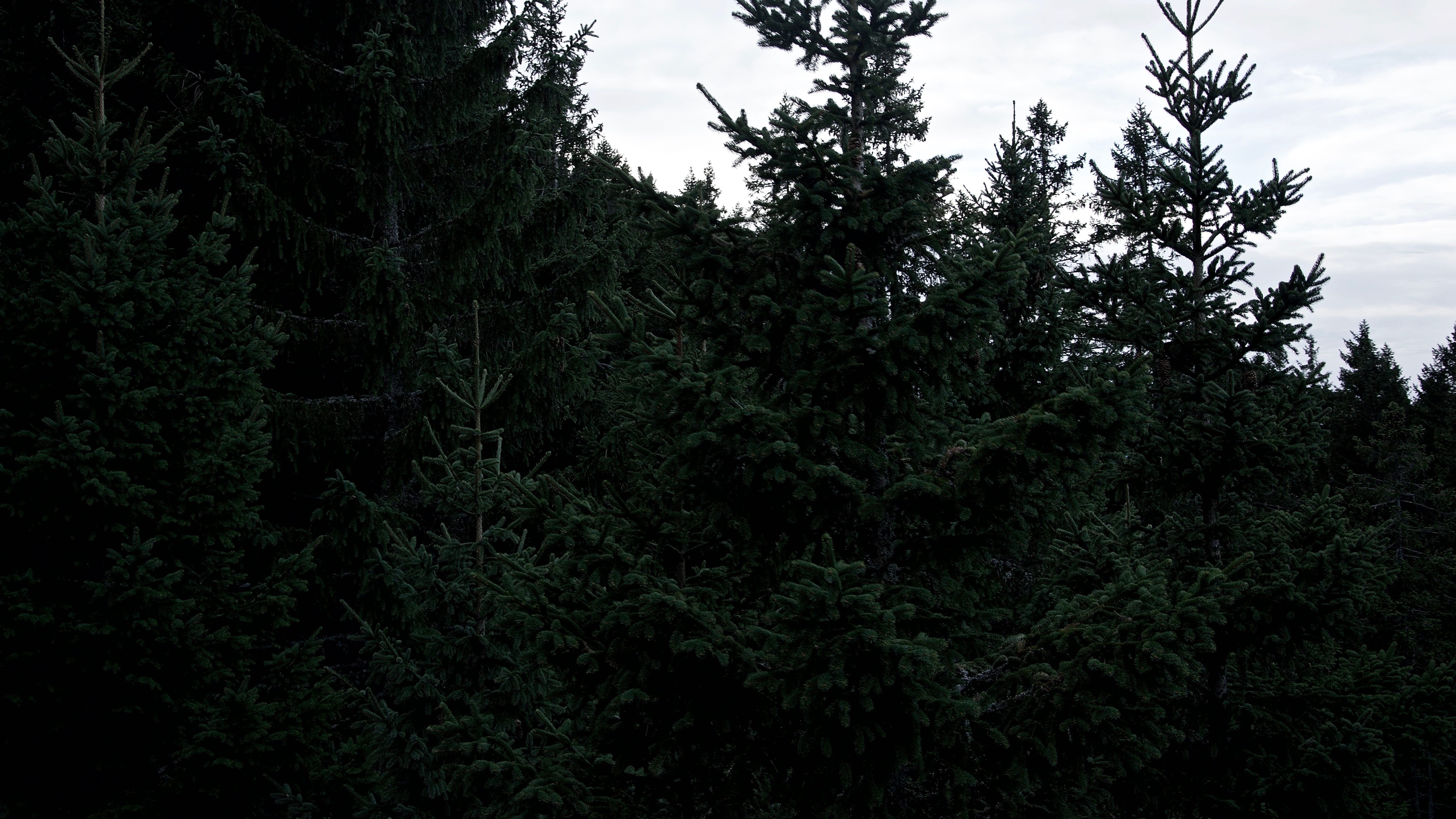 5K, low angle view, cloud - sky, nature, foliage, sky, fir tree, beauty in nature, fall, christmas, non-urban scene, plant, nesselwang, deutschland, outdoors, HD Wallpaper