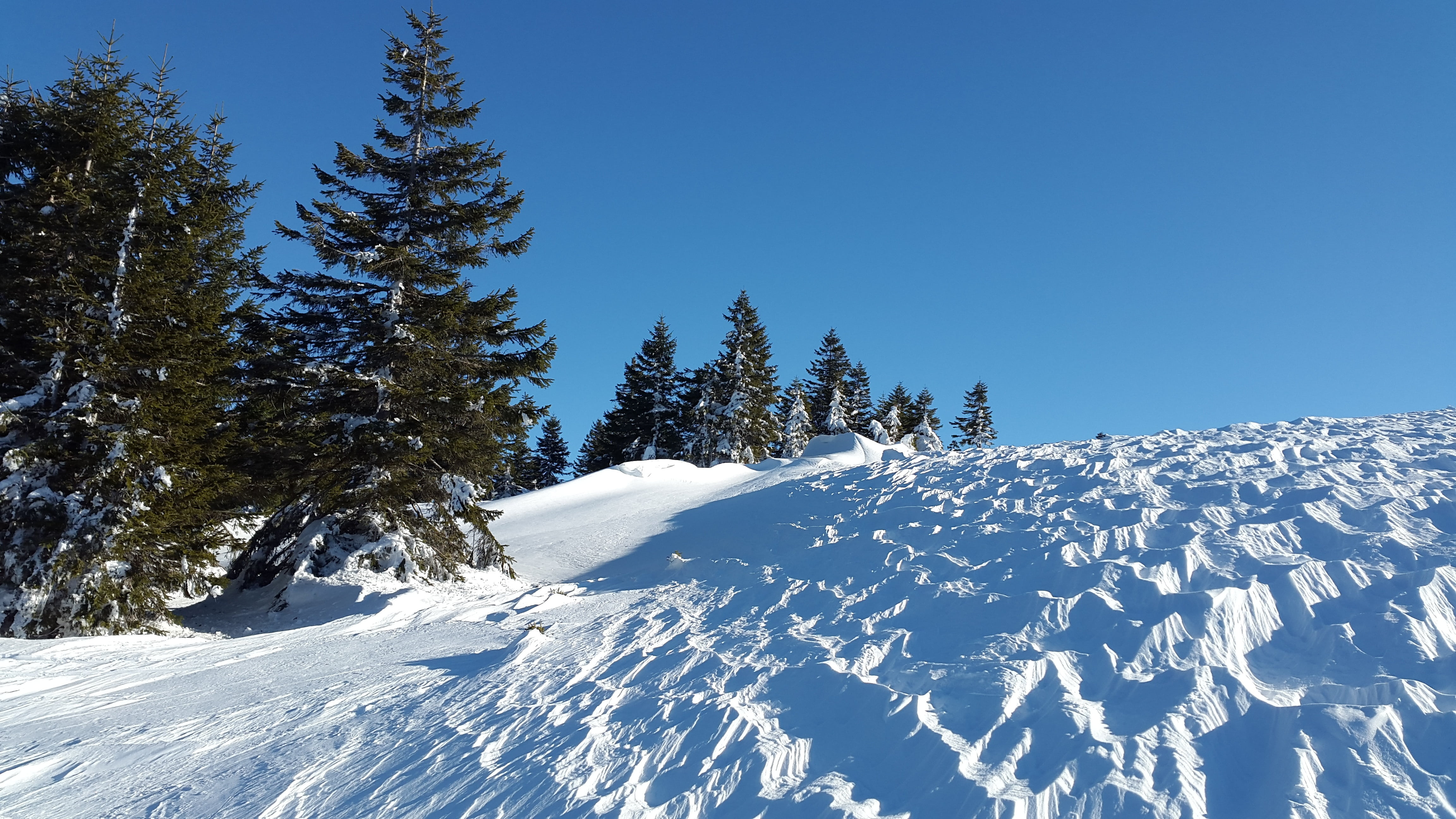4K, wintry, scenics - nature, firs, wind gangeln, outdoors, coniferous tree, landscape, pine woodland, black forest, ice, surface, white color, sastrugi, HD Wallpaper