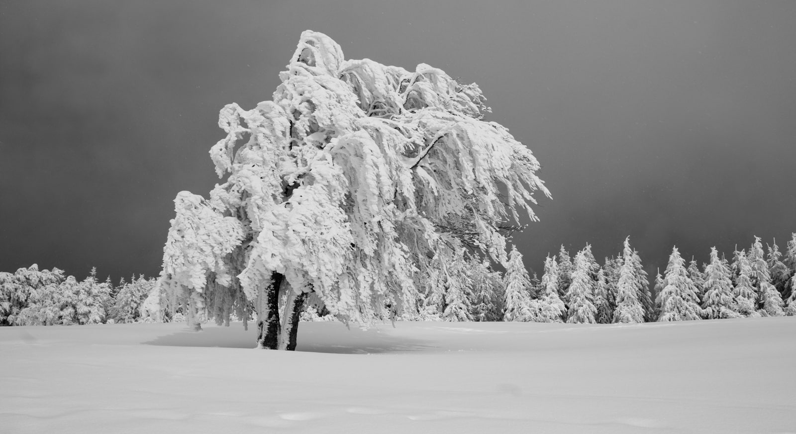 scenics - nature, nature, Winter, beauty in nature, schwarzwald, tranquil scene, Snow, white color, baden, Seasons, non-urban scene, Forest, blizzard, no people, HD Wallpaper