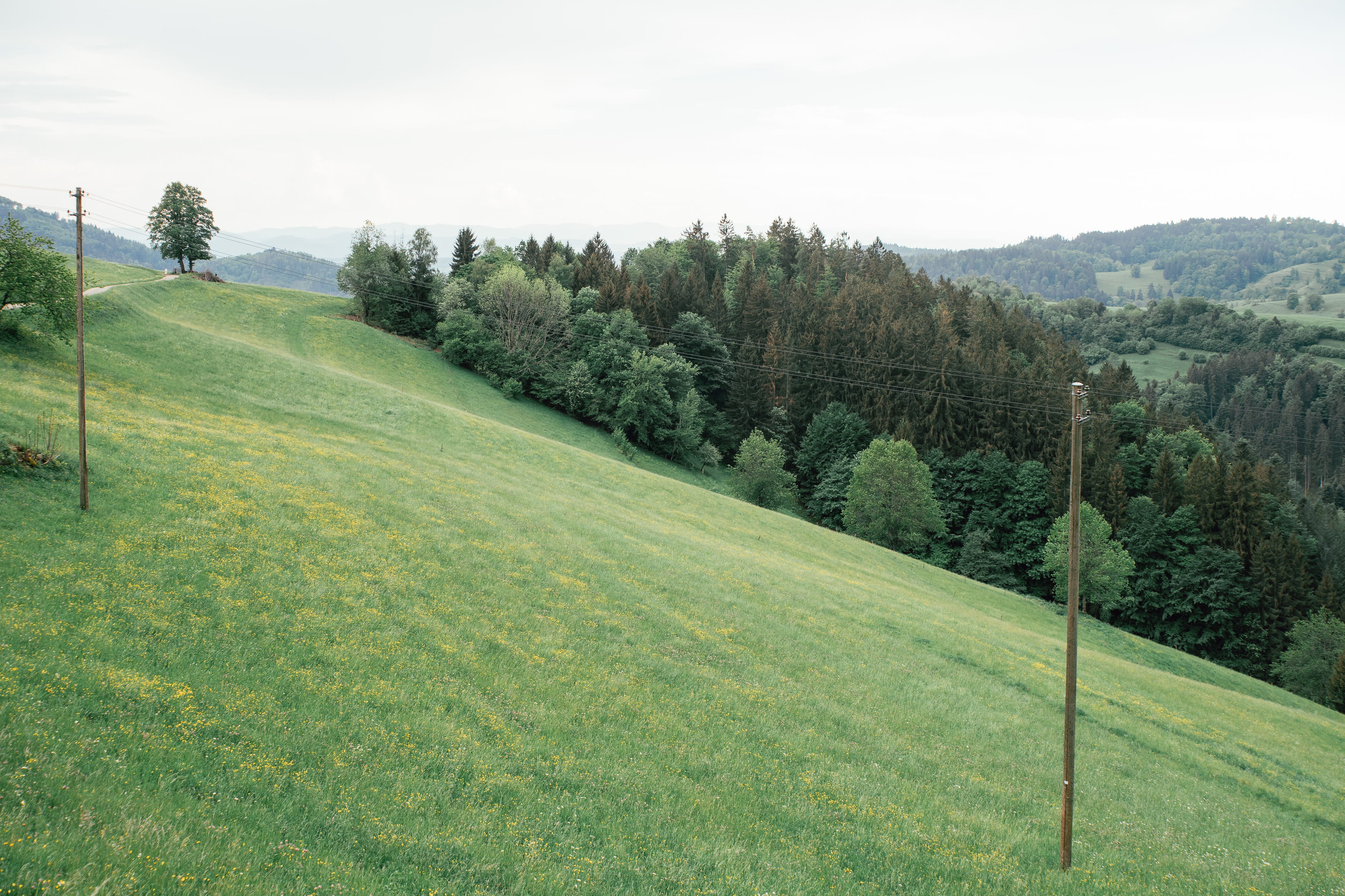 baden-württemberg, european, grass, europe, freiburg, outdoor, day, summer, park, no people, plant, journey, tree, range, tranquility, pine tree, mountains, HD Wallpaper