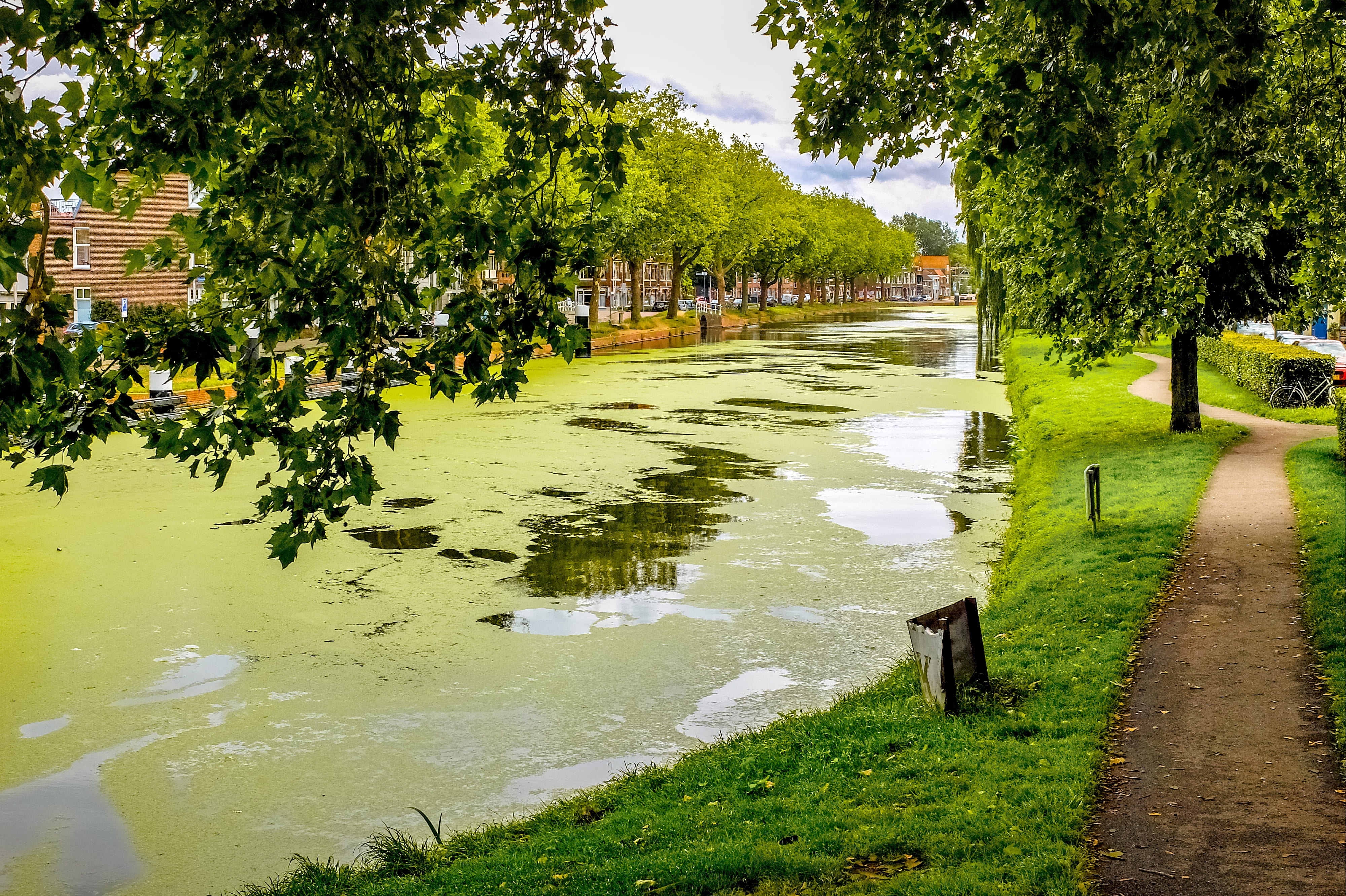 landscape, grass, alga, park - man made space, plant, froth, footpath, 4K, growth, park, architecture, tree, outdoors, no people, beauty in nature, tranquility, HD Wallpaper