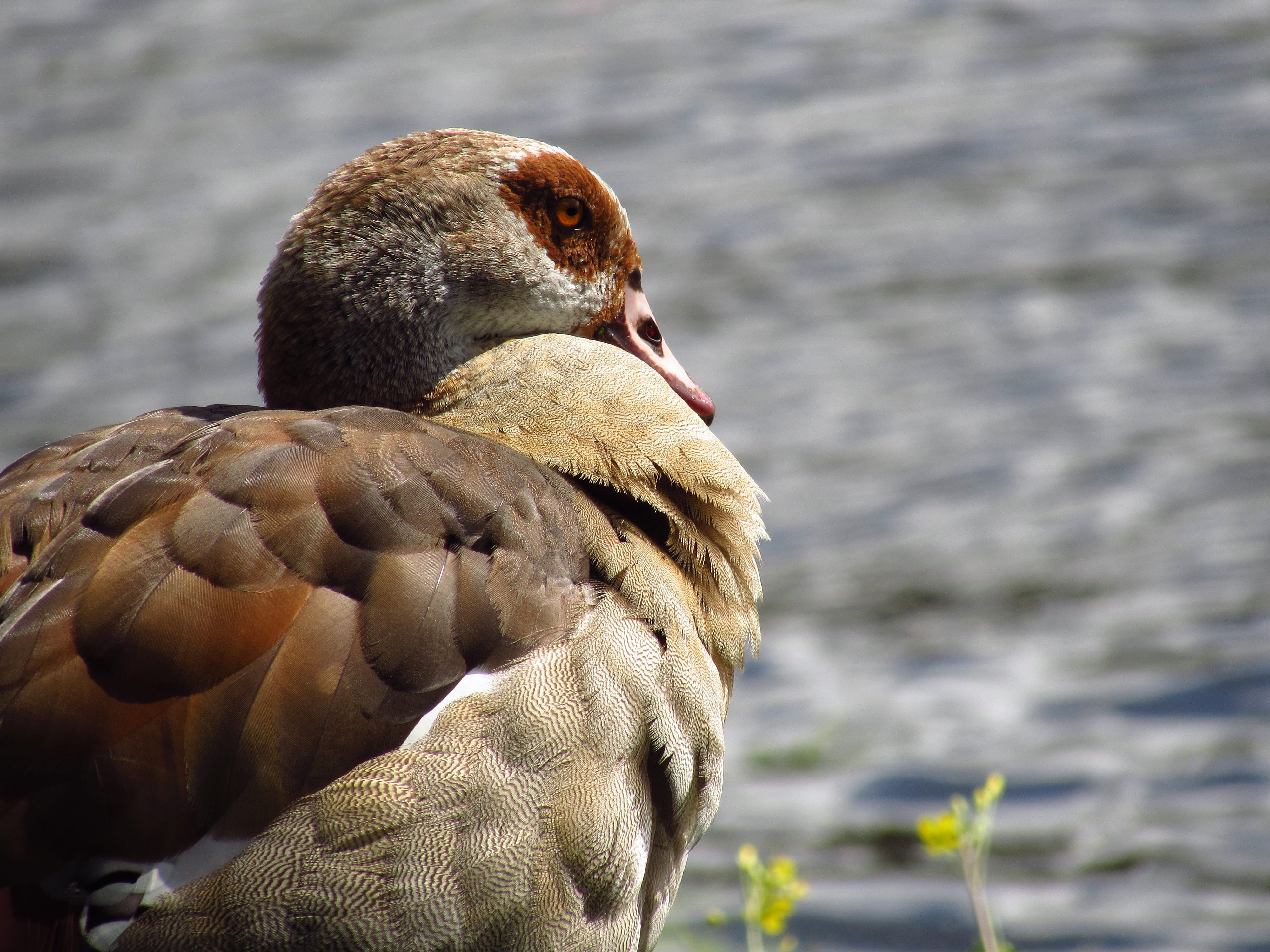 close-up, animal wildlife, no people, one animal, water, gray, animals in the wild, delft, day, nature, outdoors, animal, netherlands, focus on foreground, HD Wallpaper