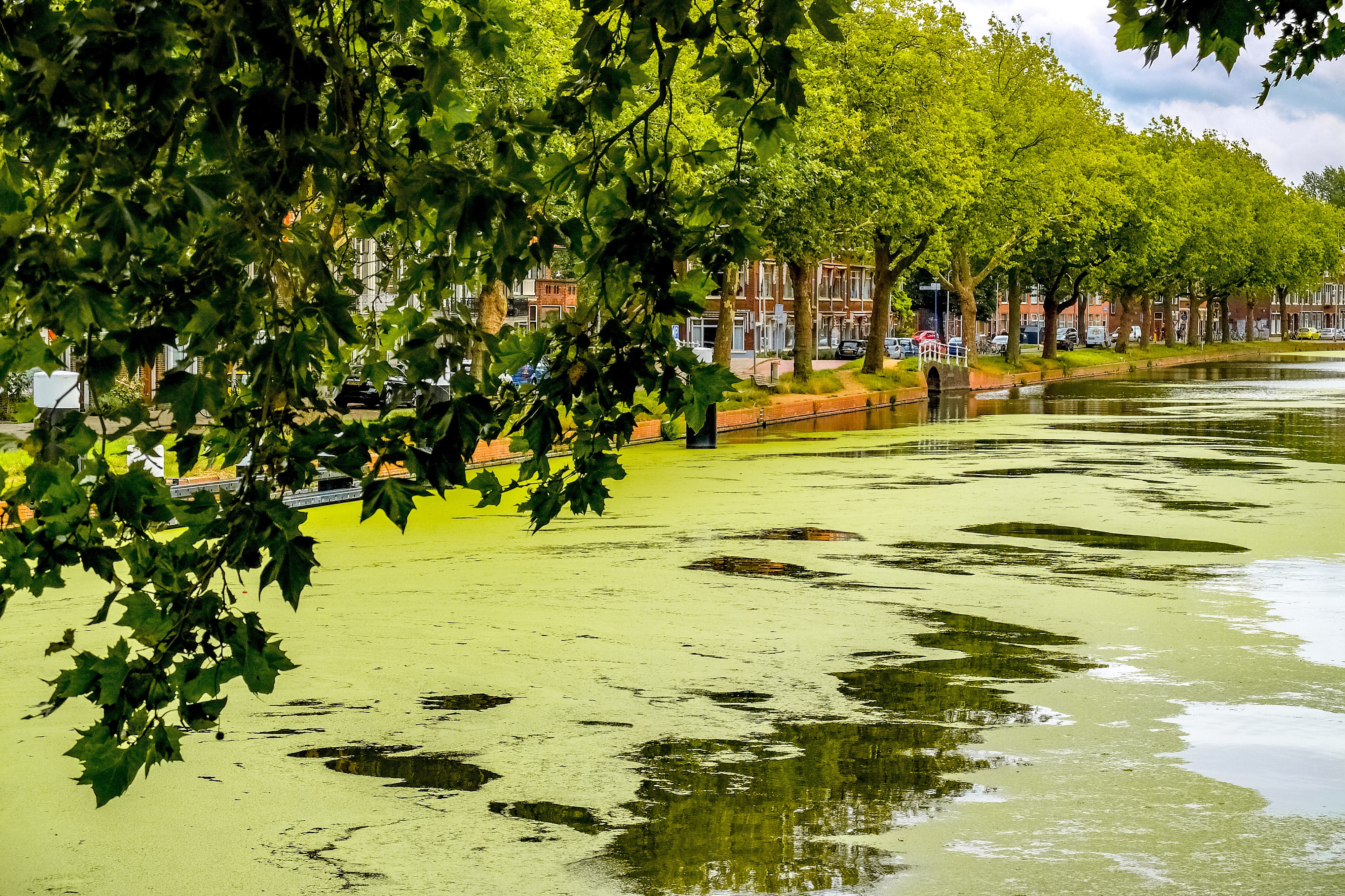 river, plant part, europe, landscape, tree, leaf, water, beauty in nature, green color, holland, canal, lake, alga, delft, nature, architecture, tranquility, HD Wallpaper