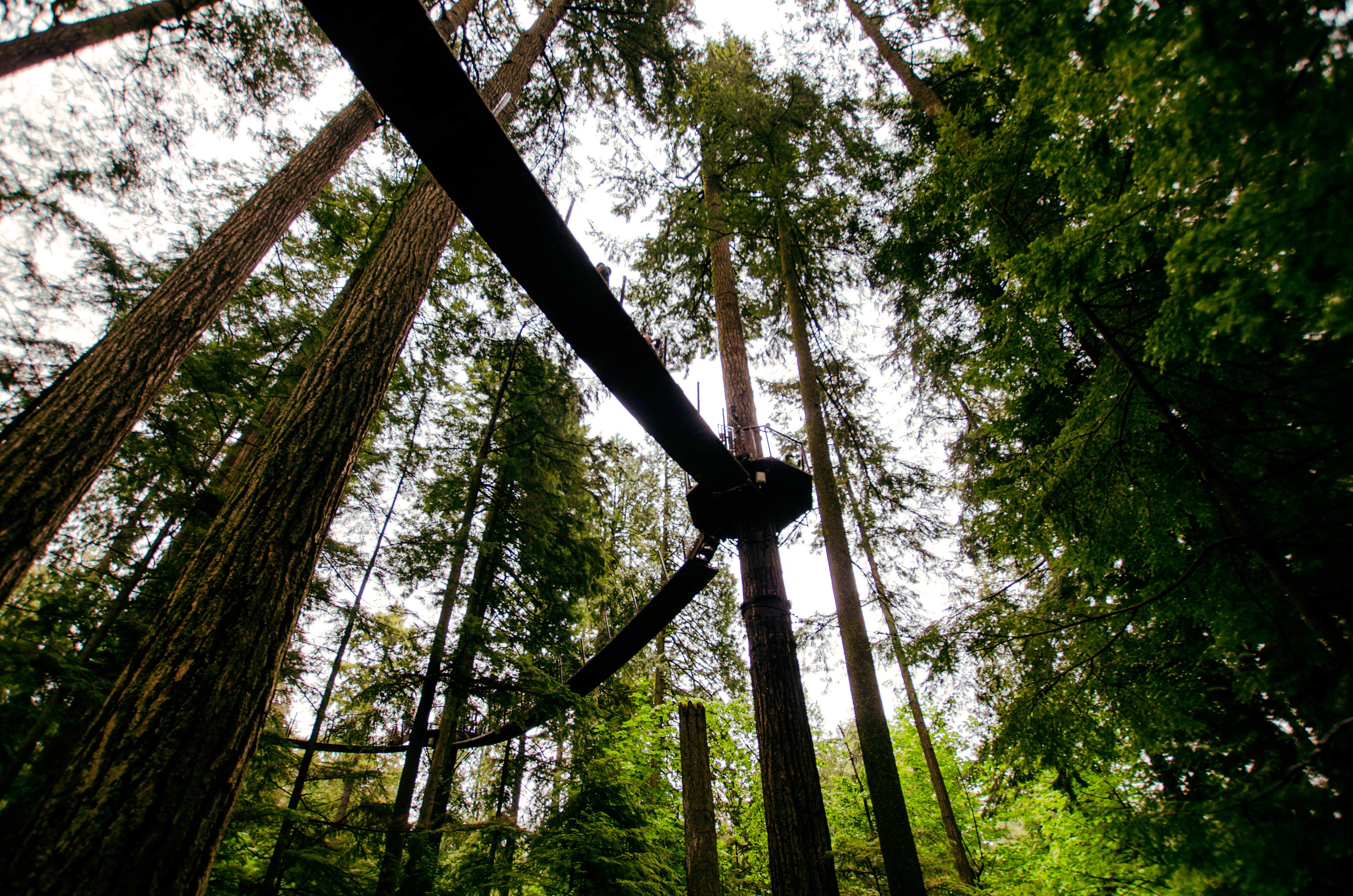 canada, sky, growth, green color, beauty in nature, west vancouver, woodland, capilano suspension bridge, nature, tree canopy, branch, 4K, plant, trunk, HD Wallpaper
