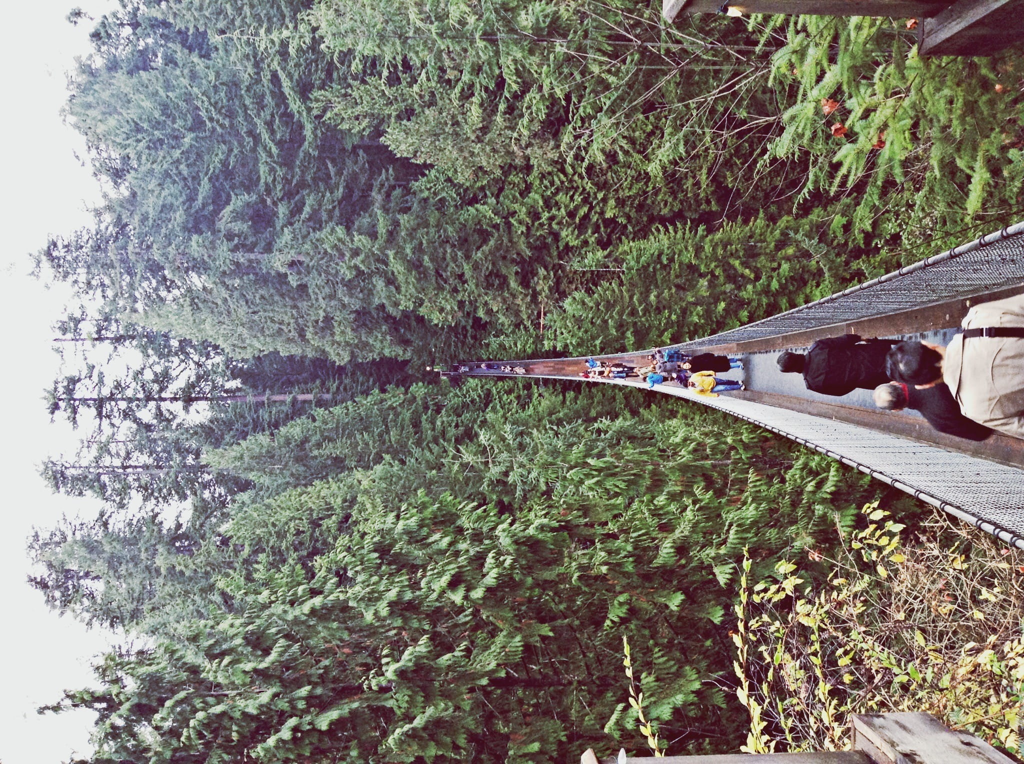 nature, green color, unrecognizable person, lake, tranquility, beauty, growth, real people, west vancouver, forest, beauty in nature, 1080P, capilano suspension bridge, HD Wallpaper