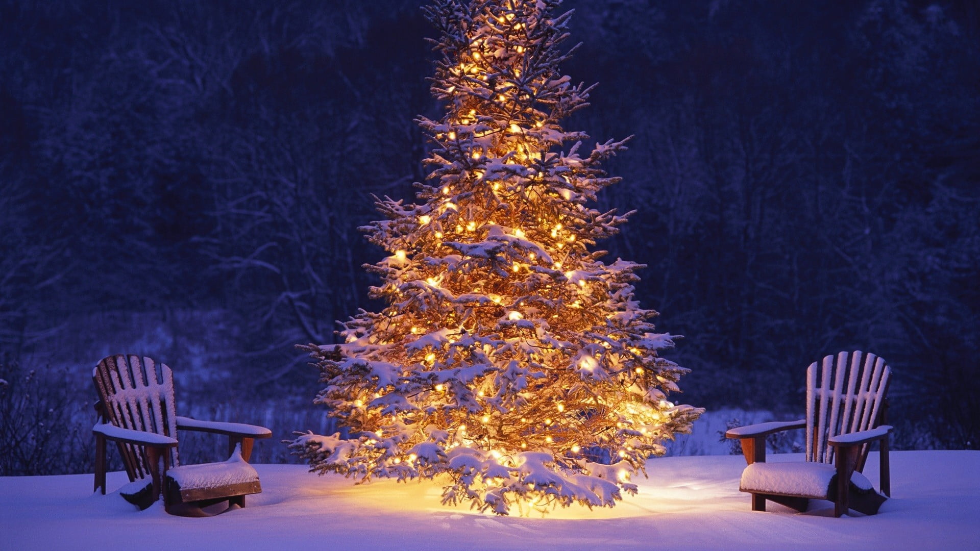 christmas decoration, christmas lights, dusk, no people, decoration, christmas tree, 1080P, Christmas, coniferous tree, plant, fir tree, christmas ornament, HD Wallpaper