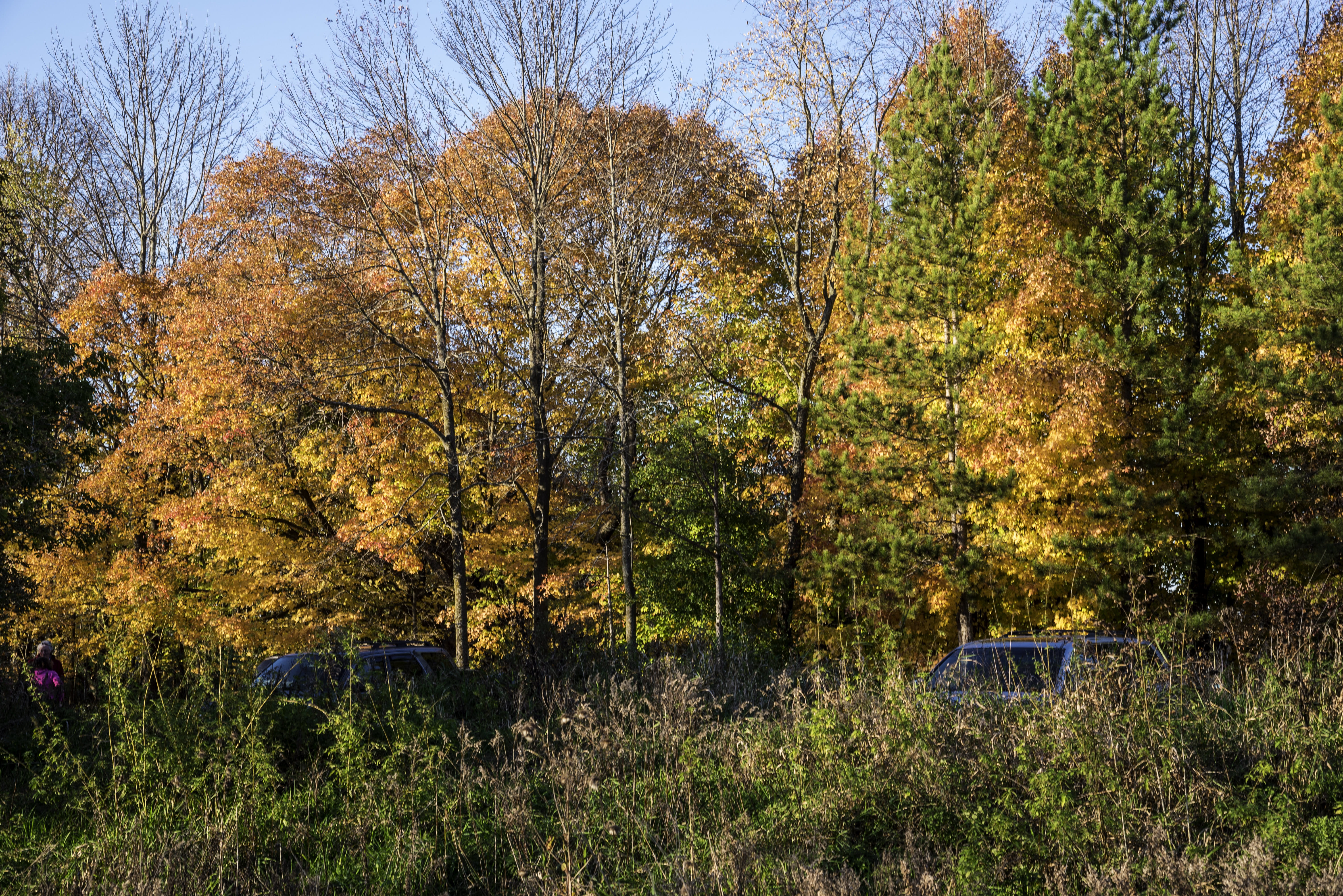 landscape, pike, yellow, tranquility, rural Scene, land, lake, green Color, transportation, 5K, scenics, trees, plant, scenics - nature, United States, HD Wallpaper