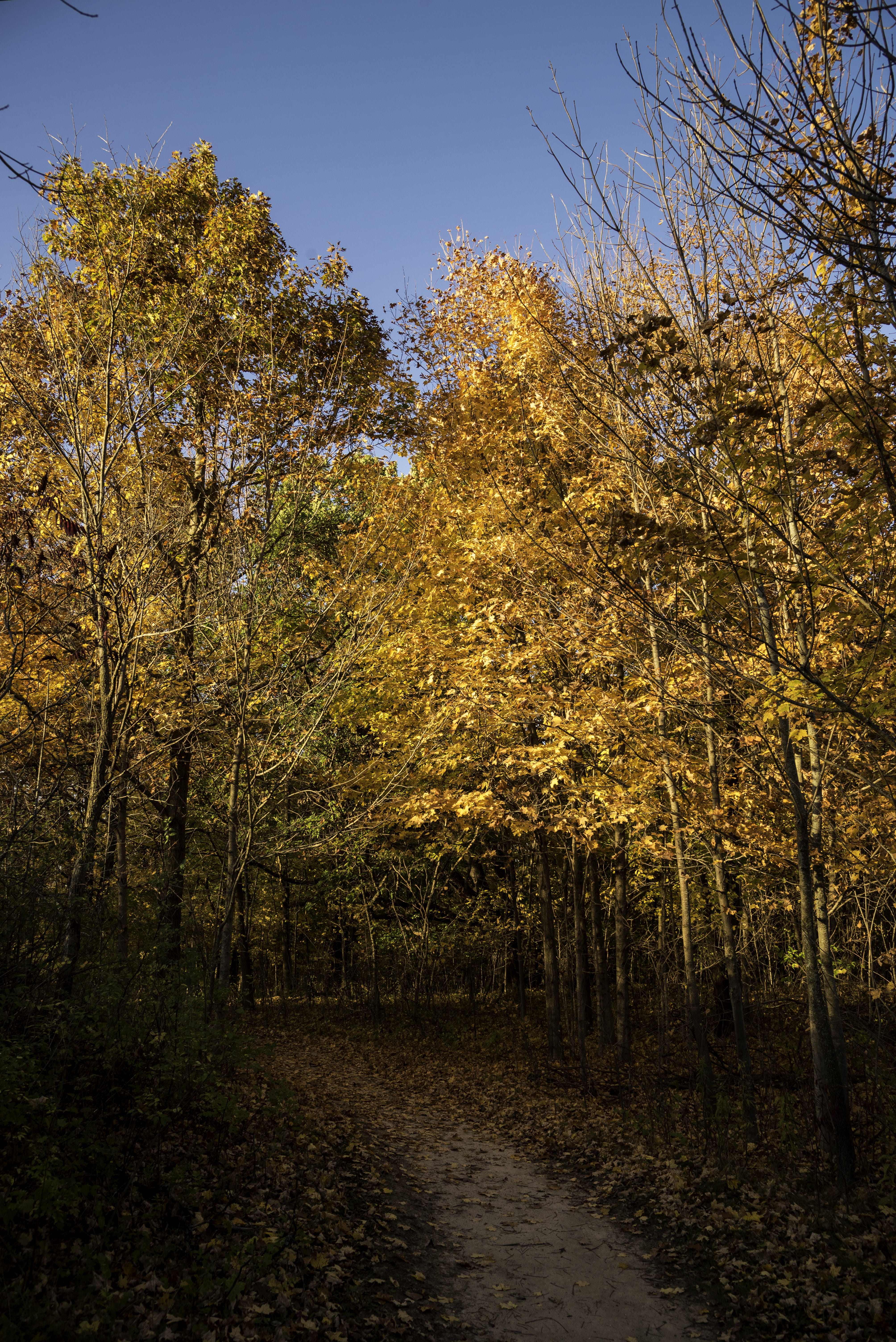 landscape, state, lake, beauty In Nature, trail, autumn, treelined, non-urban scene, park, Pike Lake State Park, scenics - nature, fall, pike, United States, Phone HD Wallpaper