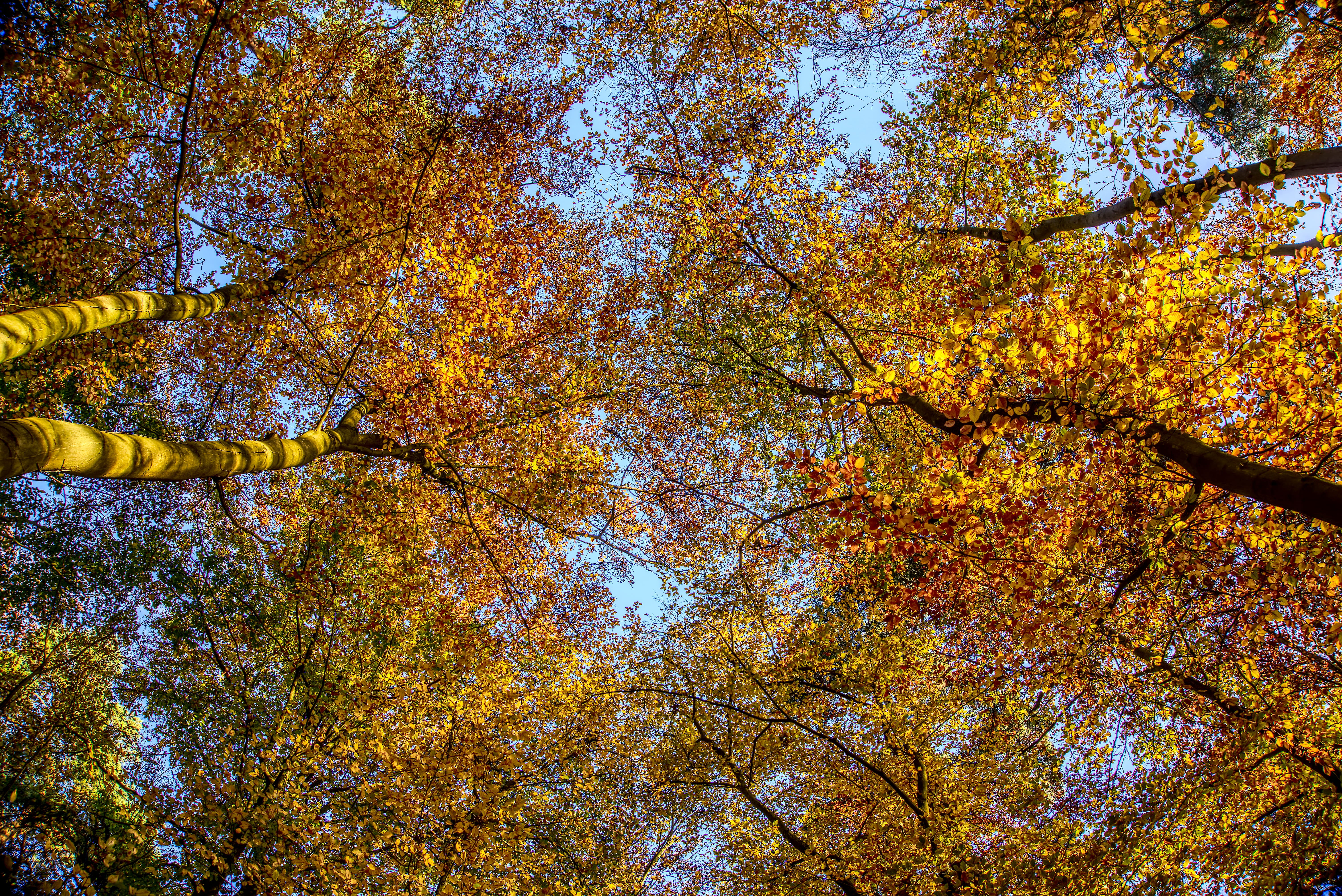 nature, yellow, beauty in nature, directly below, plant part, romantic, light, tree canopy, orange color, landscape, mood, outdoors, leaf, no people, growth, HD Wallpaper