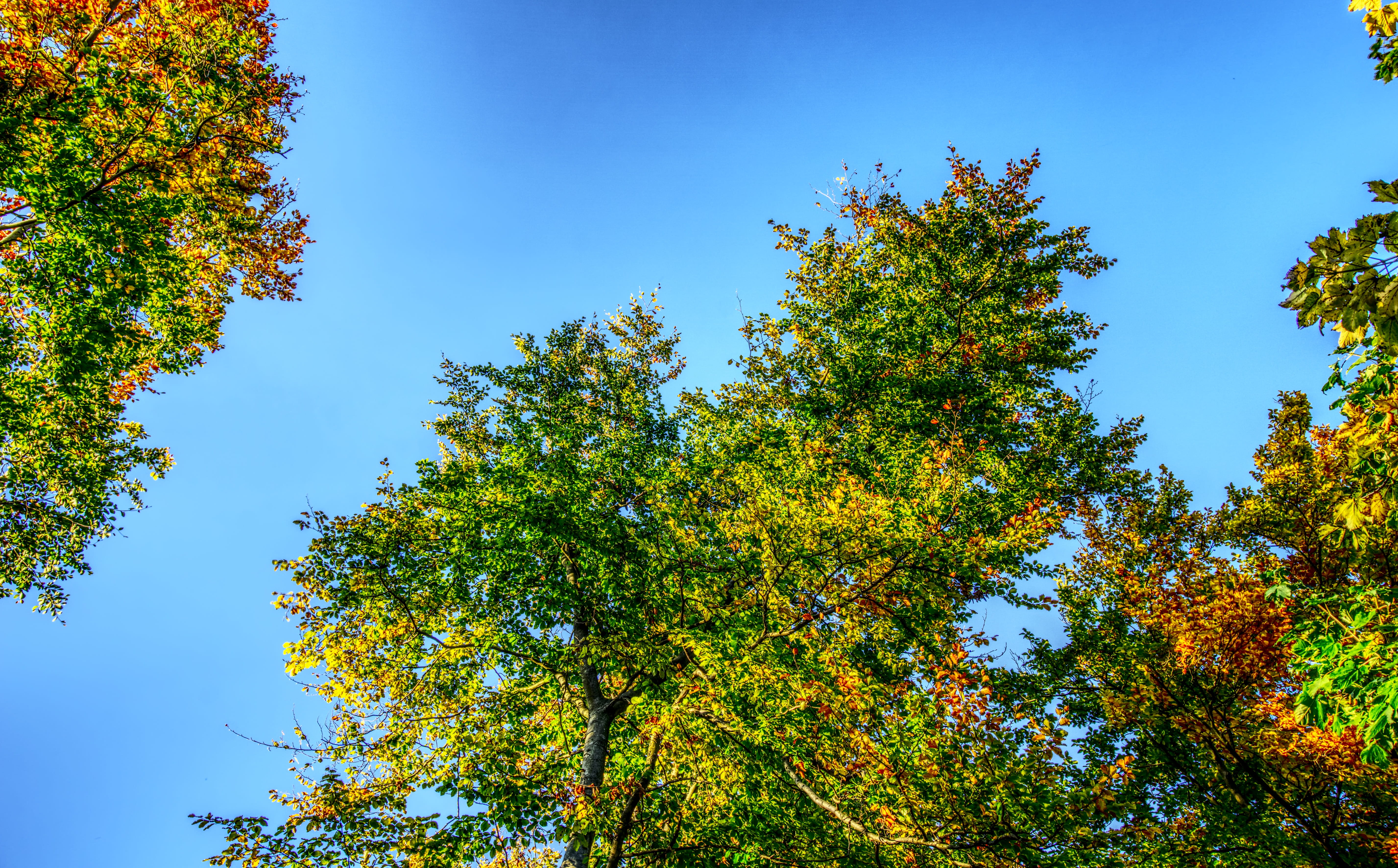 beauty in nature, high dynamic range, growth, crown, sunlight, contrast, branch, tranquility, colorful, blue, 5K, plant, clear sky, leaves, foliage, sky, HD Wallpaper