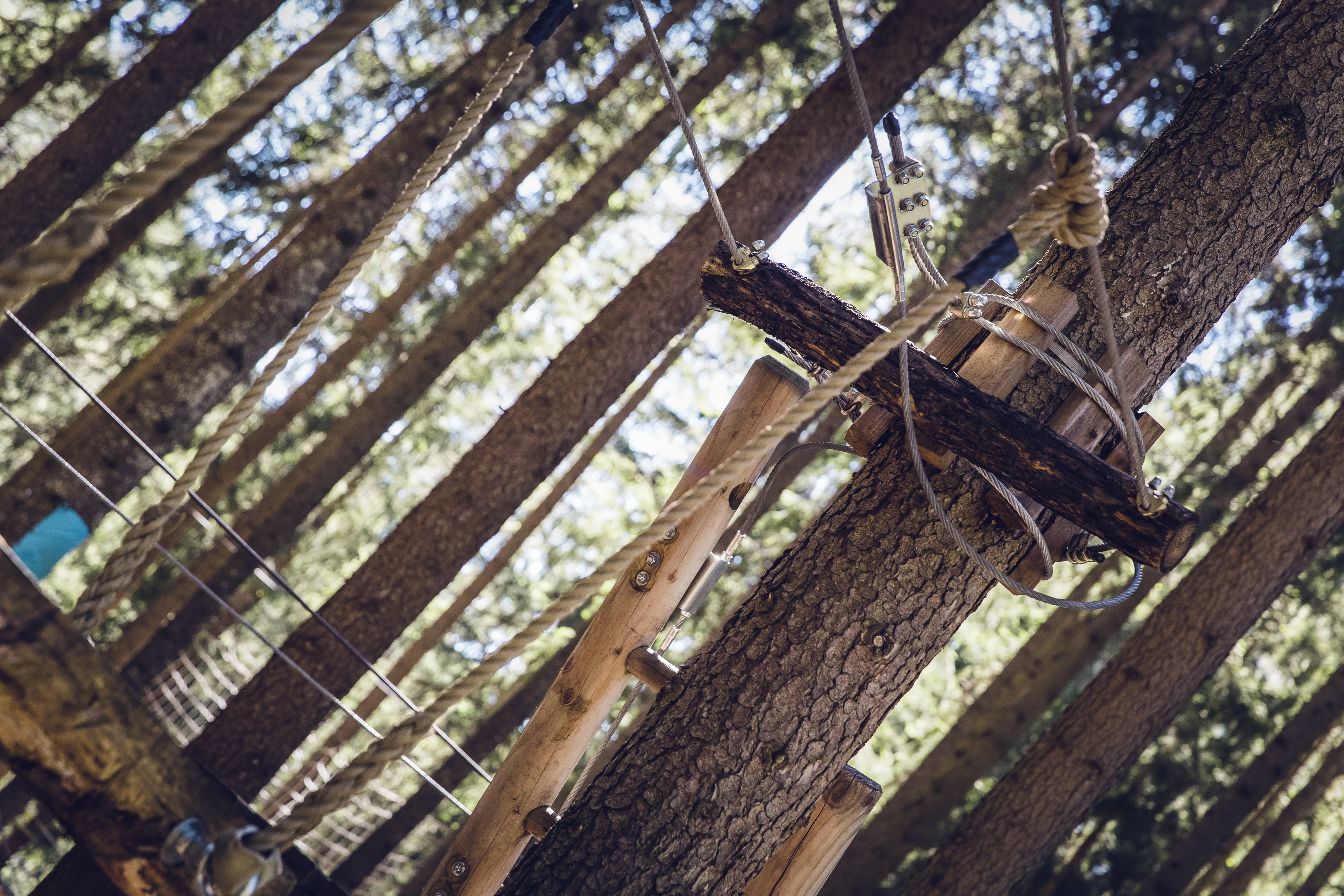 selective focus, team spirit, hanging, ropes course, adventure, drex, climbing garden, low angle view, tree trunk, daring, close-up, fun, plant, no people, HD Wallpaper