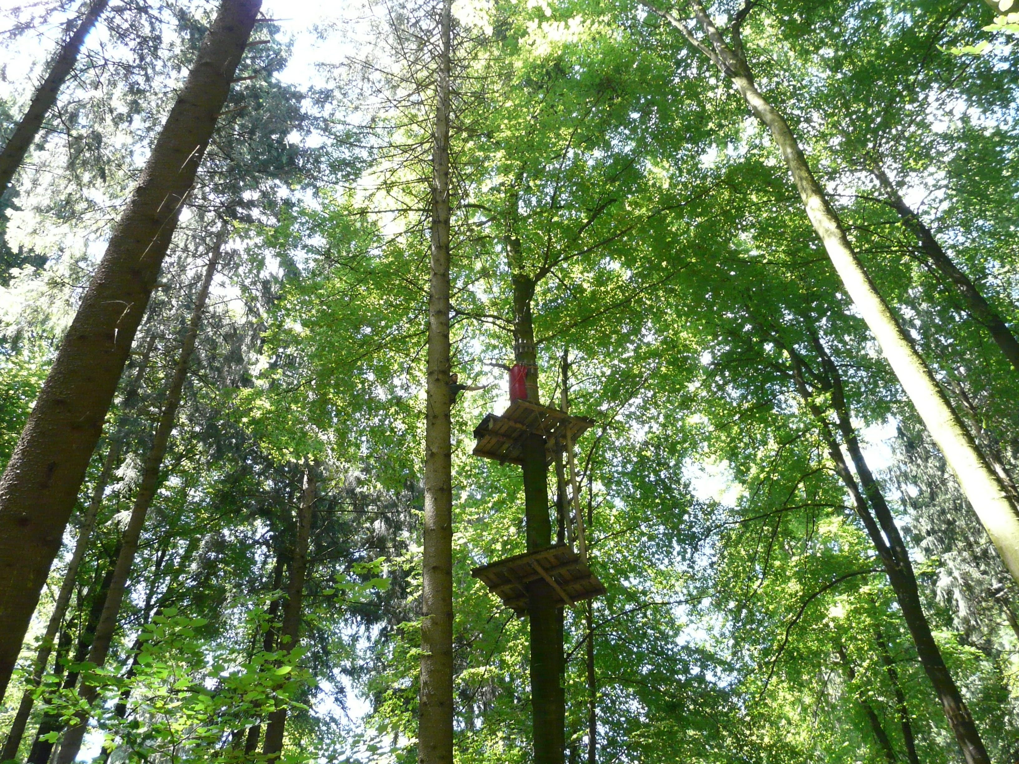 growth, team, rope park, ropes course, Forest, sunlight, no people, tall - high, day, tree trunk, crown, head for heights, climbing garden, nature, fear, HD Wallpaper