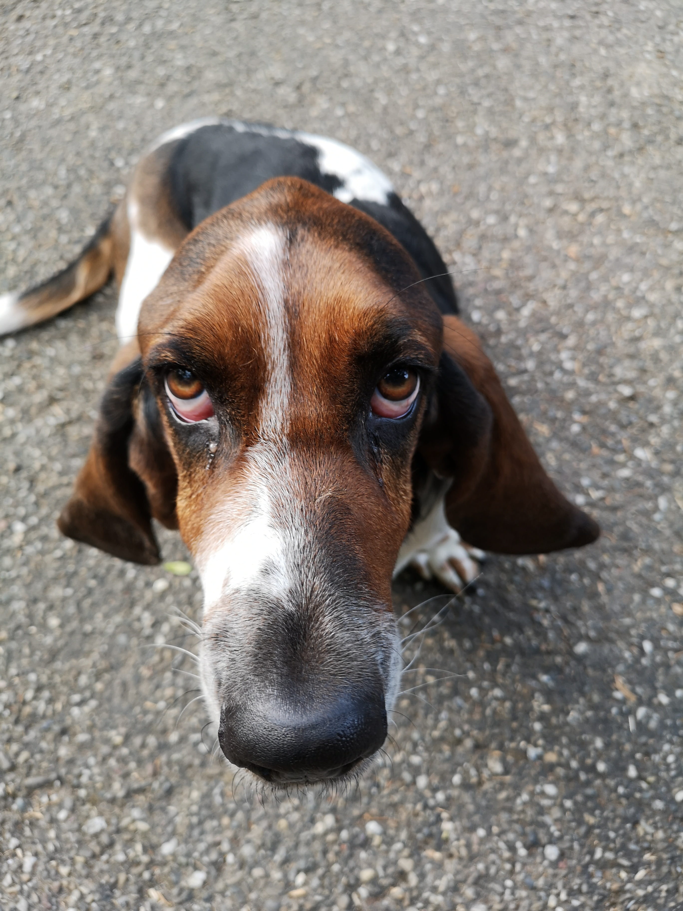canine, high angle view, dog look, pets, animal head, mammal, looking at camera, one animal, no people, day, footpath, hush puppie, domestic, animal, columbo, Phone HD Wallpaper