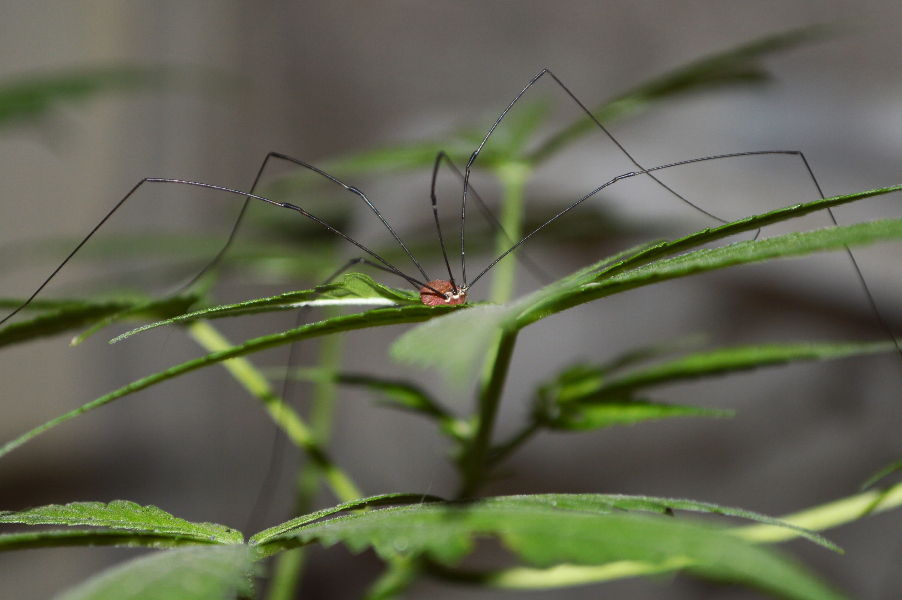 arachnid, outdoors, photography, kanya, plant, no people, animal leg, close-up, growth, leaf, animal themes, plant part, animal body part, leaves, animal wildlife, HD Wallpaper