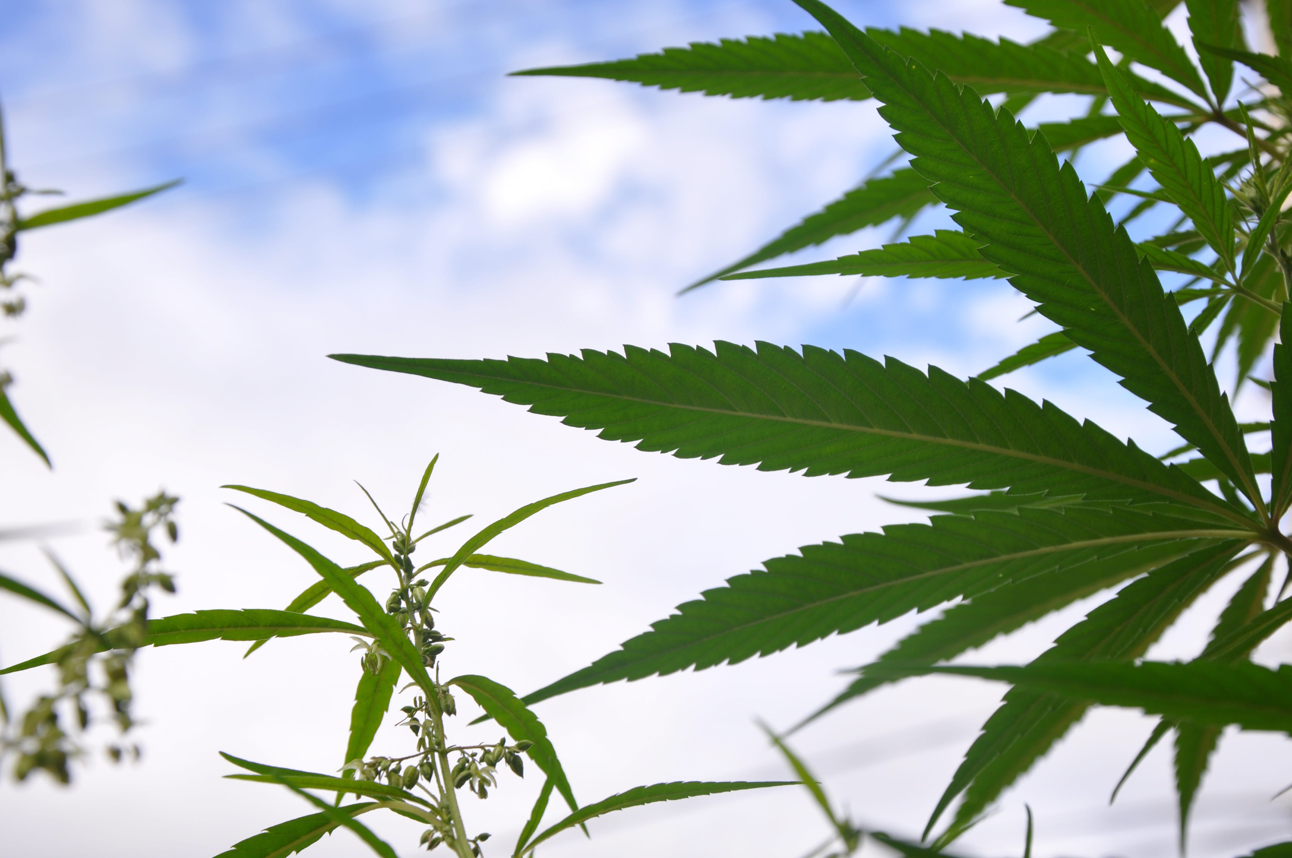 outdoors, tree, nature, plant, freshness, plant part, close-up, medicine, beauty in nature, no people, focus on foreground, day, herb, growth, hashish, HD Wallpaper