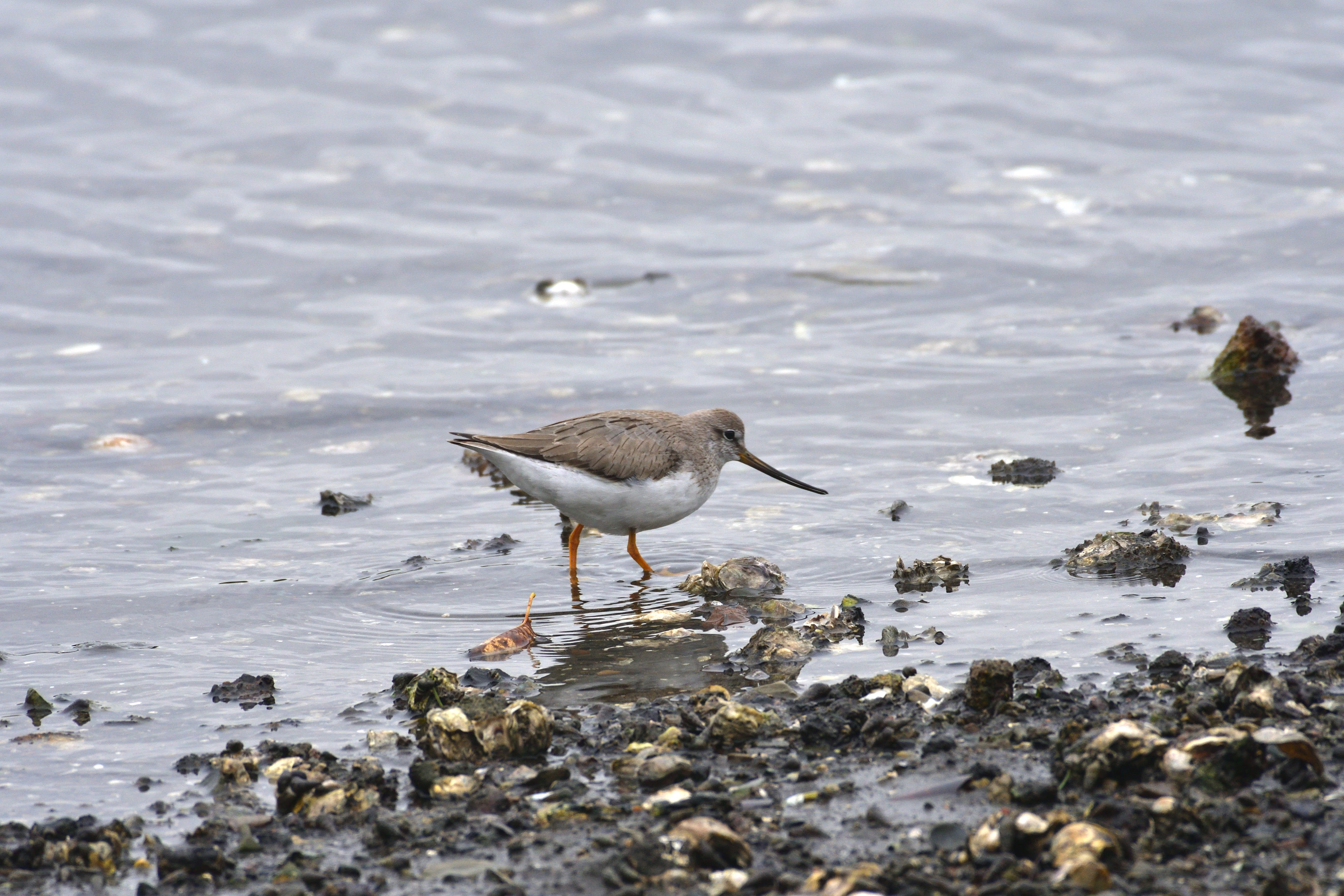 water, solid, the, rock - object, 5K, animal wildlife, vertebrate, outdoors, animal themes, no people, solid hashish gear, rock, bird, selective focus, HD Wallpaper