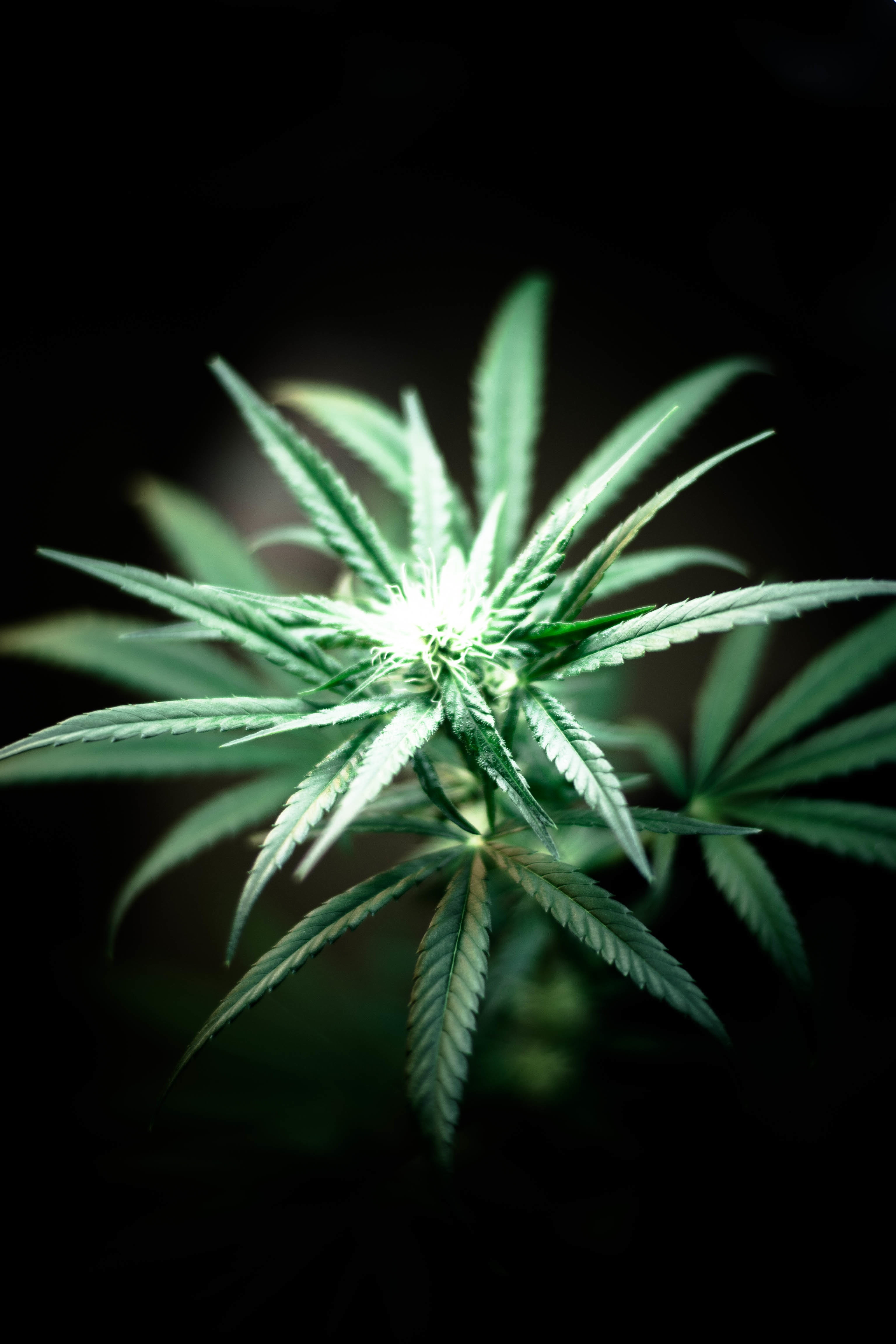 flower, freshness, green color, marijuana - herbal cannabis, herb, herbal medicine, green, medicine, healthcare and medicine, nature, herbal, plant part, Phone HD Wallpaper