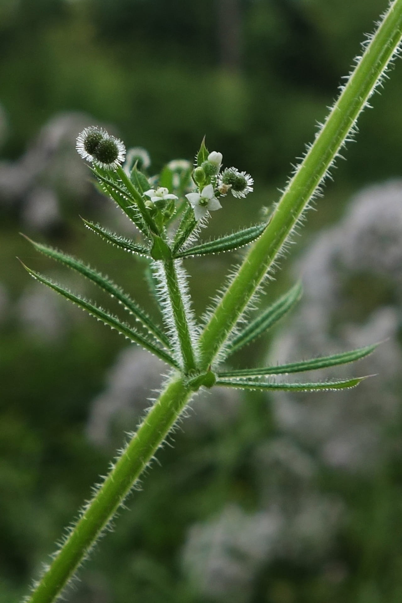 tranquility, bud, nature, 1080P, close-up, ornamental shrub, plant, flower, close, pollen, vulnerability, day, no people, sepal, spiky, growth, burr-grass, Phone HD Wallpaper