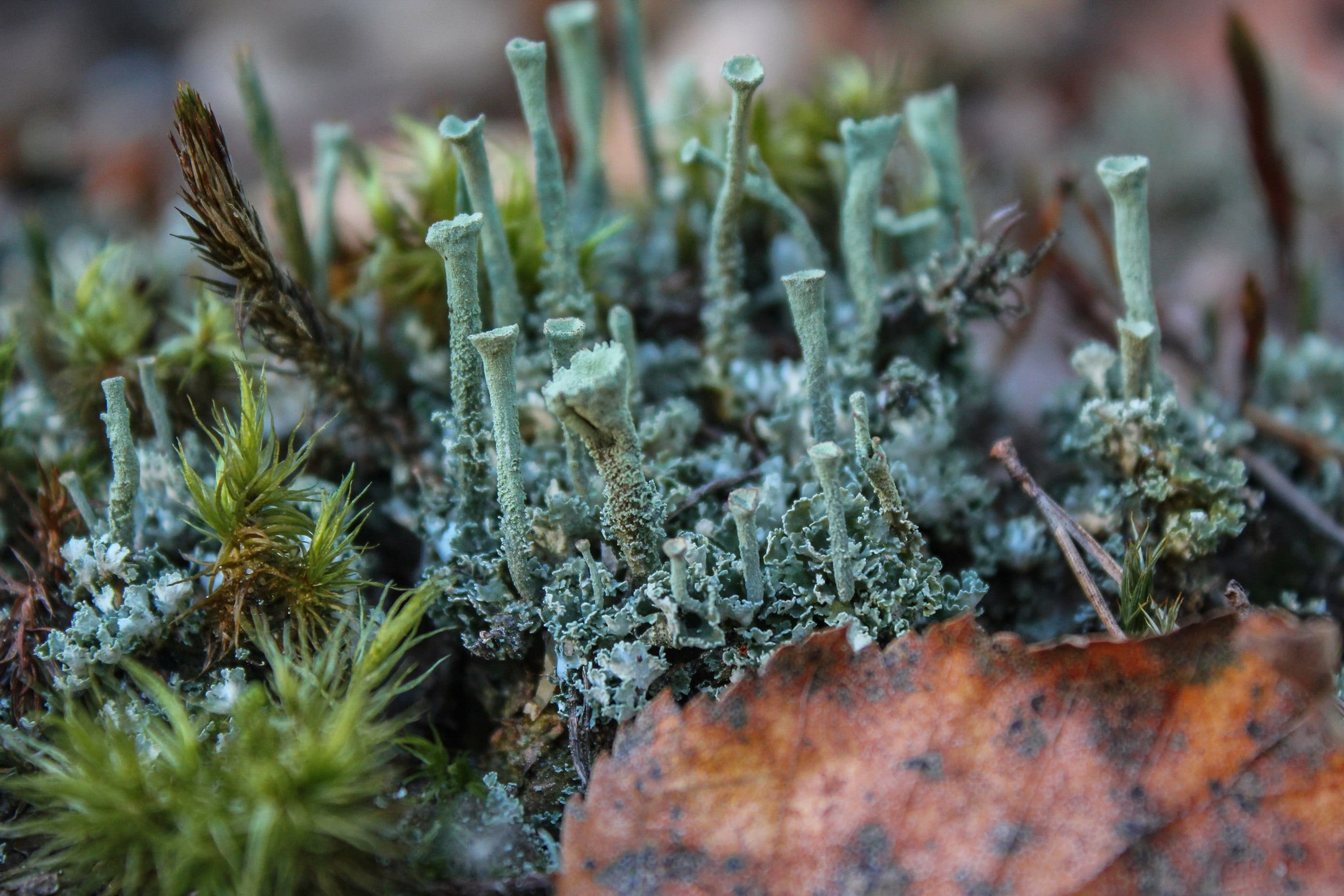 focus on foreground, herbal medicine, green color, alternative medicine, outdoors, pine tree, lichen, coniferous tree, herb, marijuana - herbal cannabis, HD Wallpaper