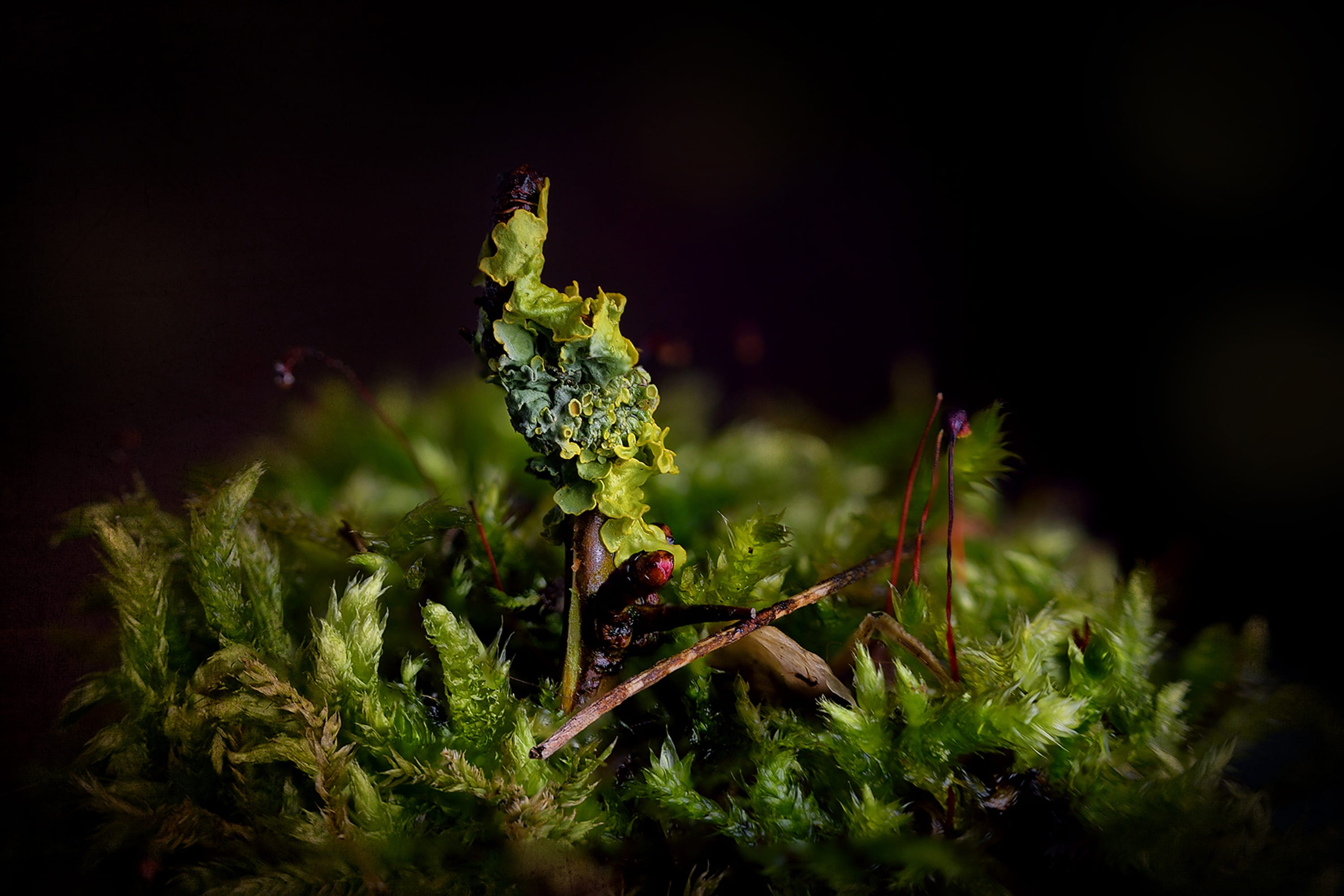 medicine, medical cannabis, black background, beauty in nature, nature, outdoor, outdoors, sheet, selective focus, no people, food and drink, green color, HD Wallpaper