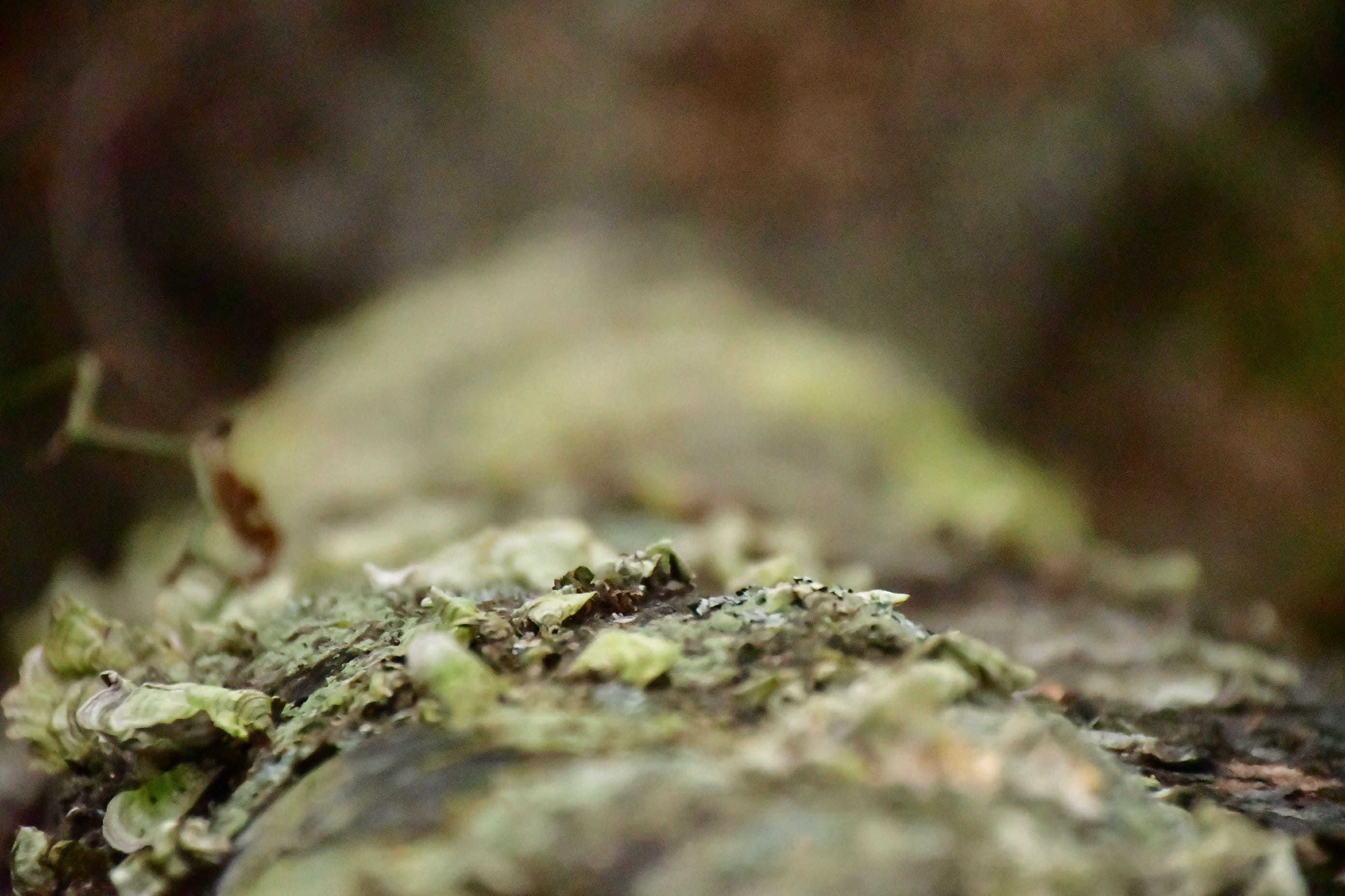 lichen, grain, no people, selective focus, bird, fungus, plant, fir, narcotic, moss, green color, 2K, amanita, food and drink, produce, mushroom, ground, HD Wallpaper