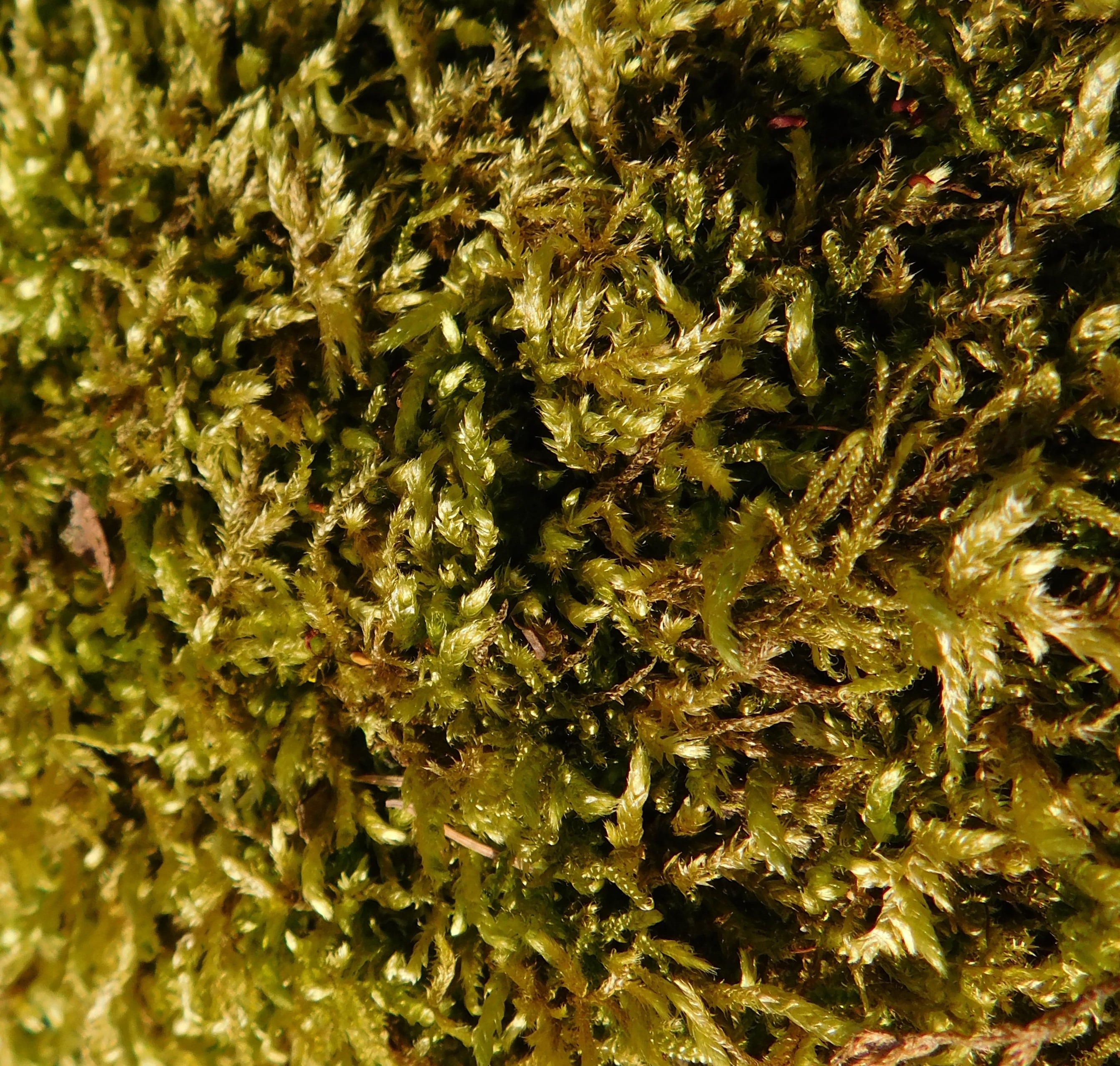 outdoors, wild plant, moss, narcotic, close-up, green, healthcare and medicine, herb, medical cannabis, full frame, directly above, close, exposed, growth, HD Wallpaper