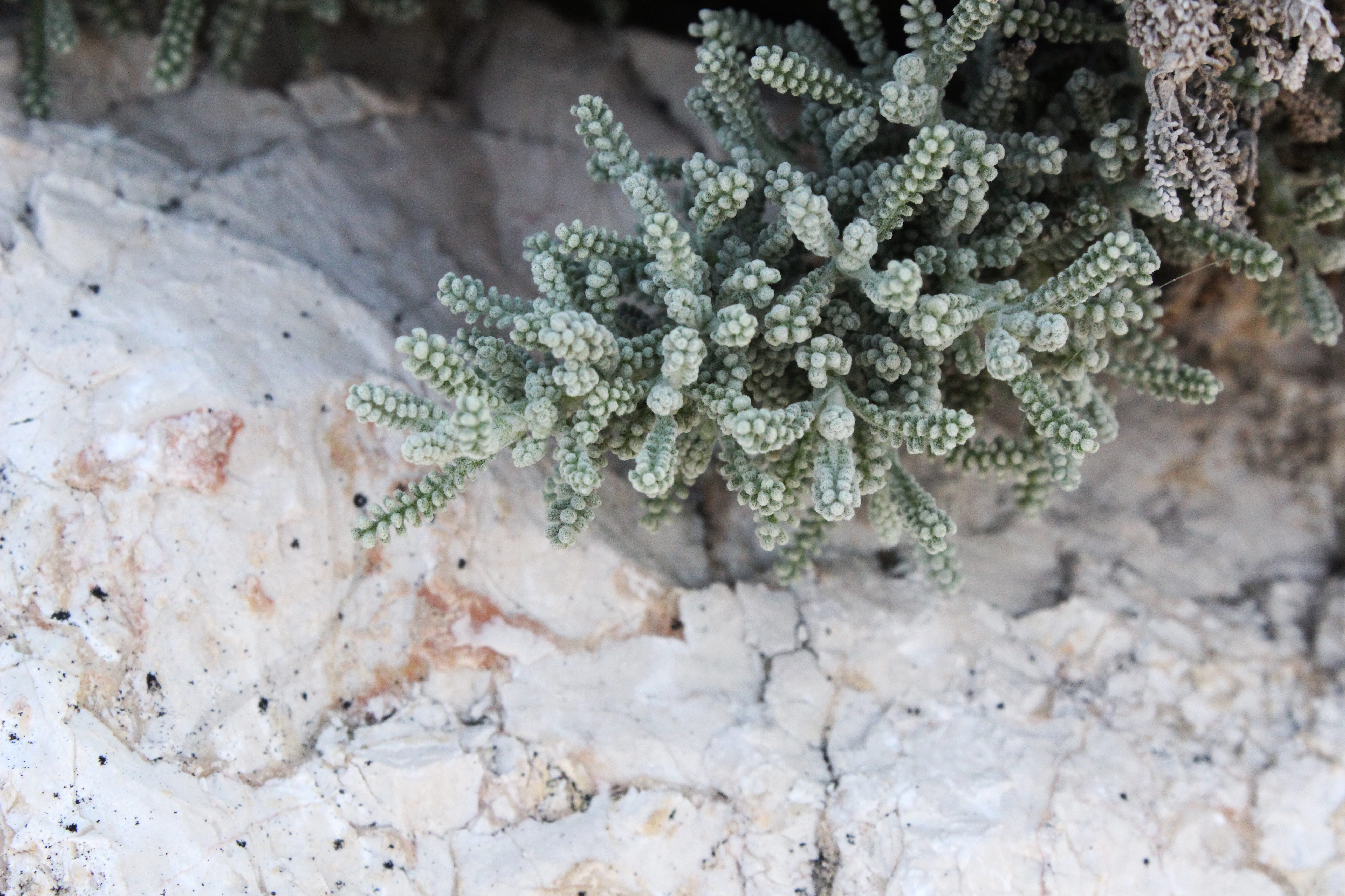 water, sea, herbal medicine, leaf, coniferous tree, ice, sea life, no people, food and drink, growth, medicine, winter, marijuana - herbal cannabis, animal, HD Wallpaper