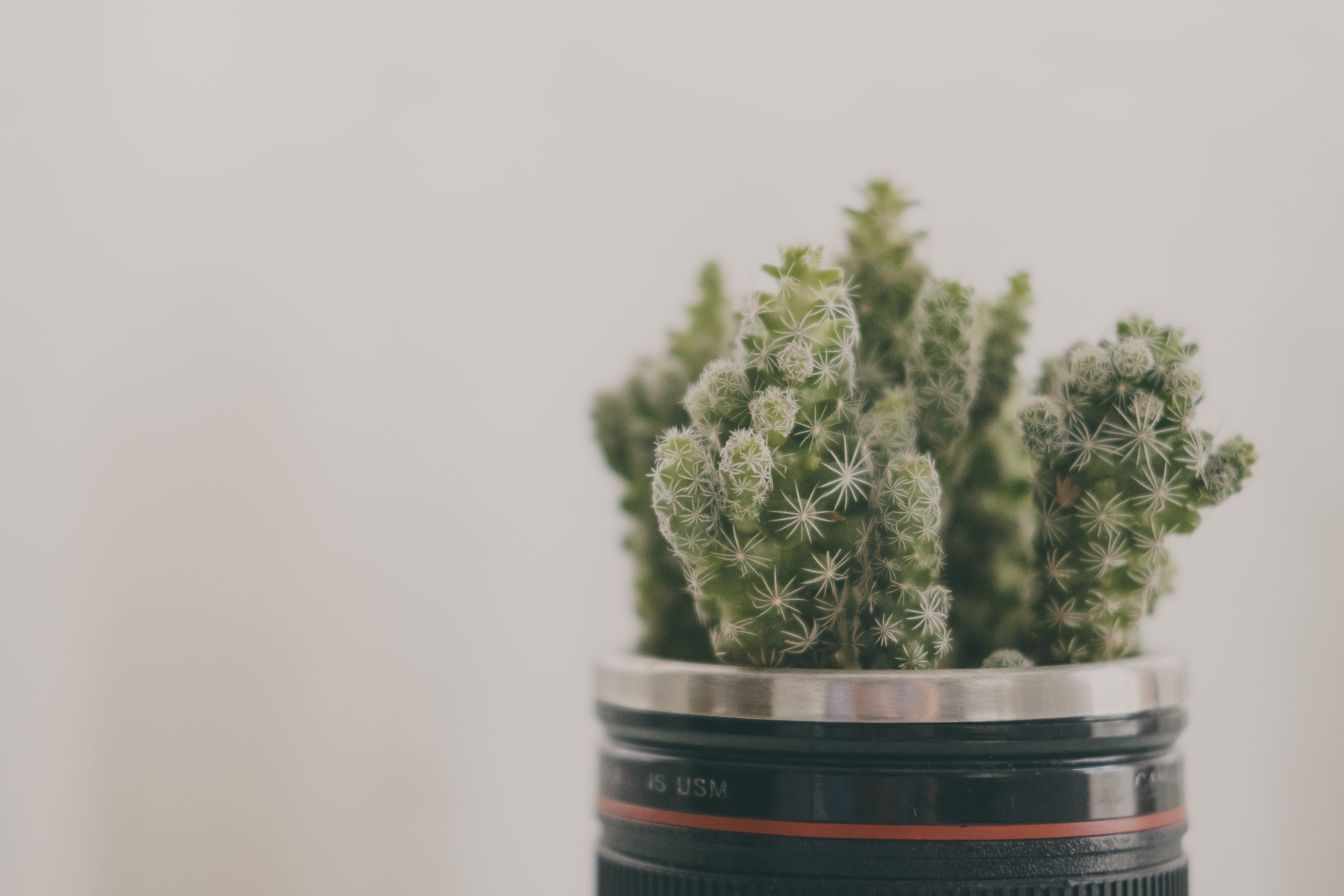 prickly, houseplant, photography, flower pot, marijuana - herbal cannabis, cactus, jar, medical cannabis, cacti, no people, growth, tree, nature, green, HD Wallpaper