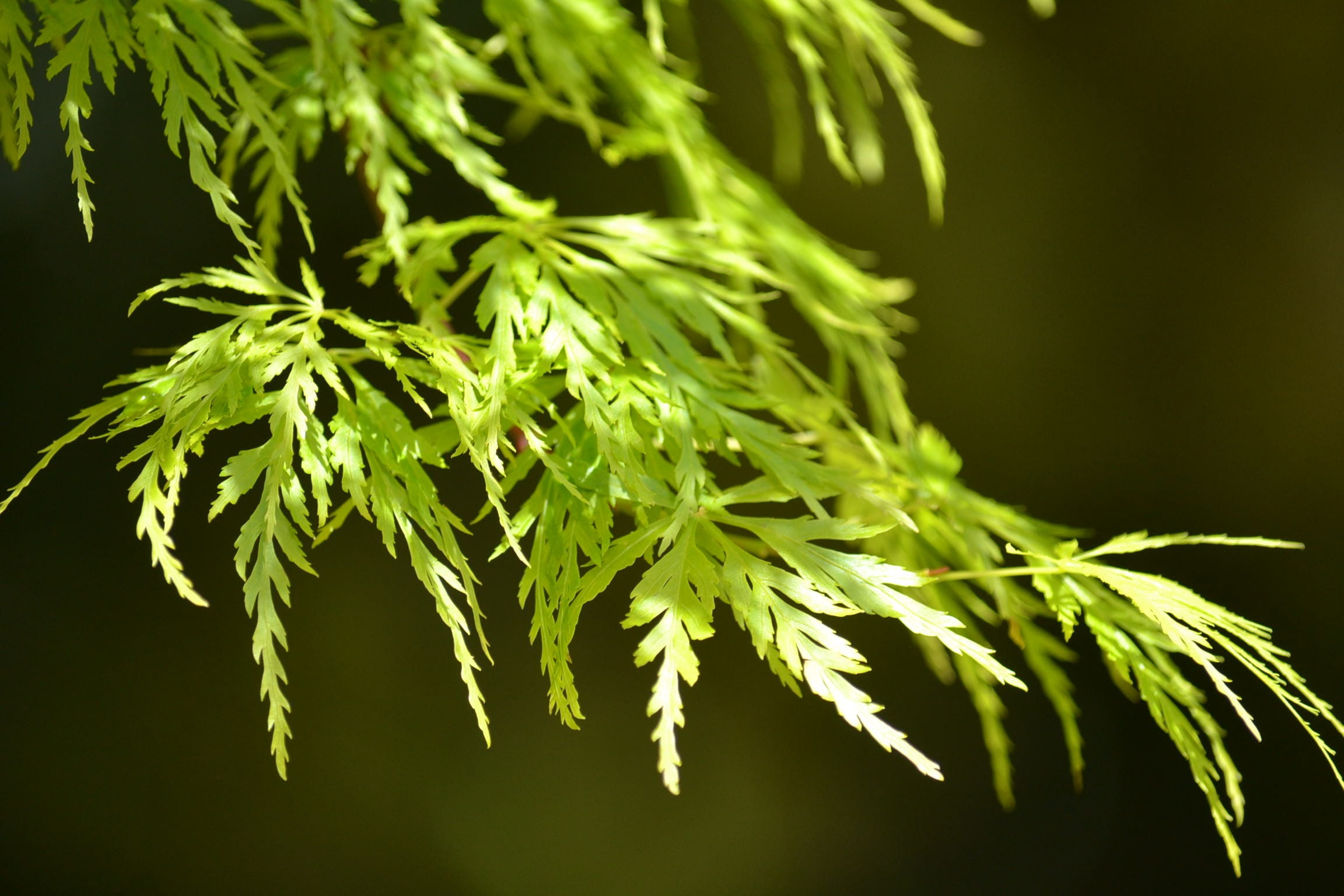 plant part, beauty in nature, nature, leaves, medical cannabis, cannabis plant, growth, spring, 1080P, narcotic, food, recreational drug, green color, HD Wallpaper