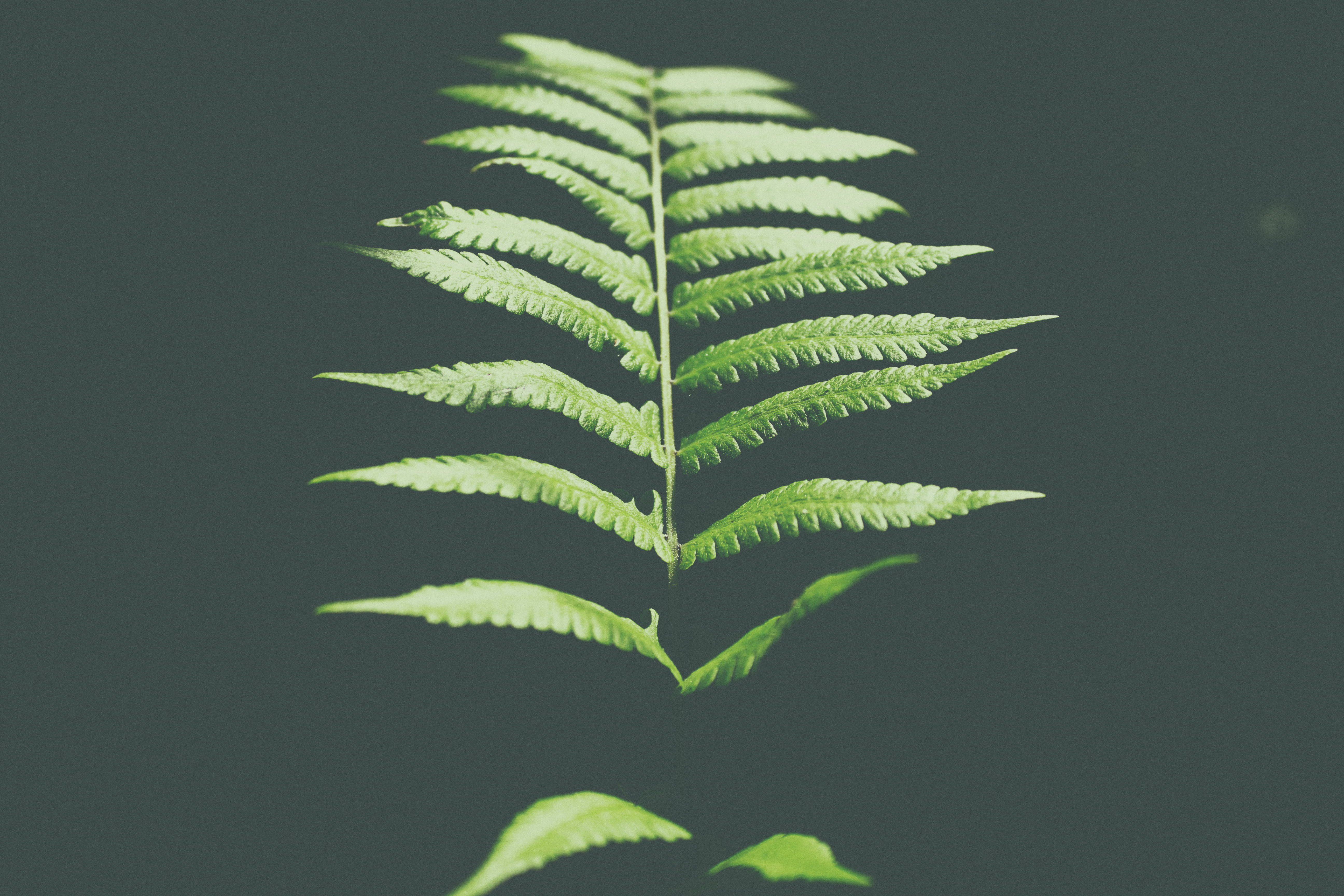 leaf, close-up, 5K, recreational drug, medical cannabis, studio shot, narcotic, beauty in nature, green leaves, herb, nature, green Color, summer, marijuana - herbal cannabis, HD Wallpaper