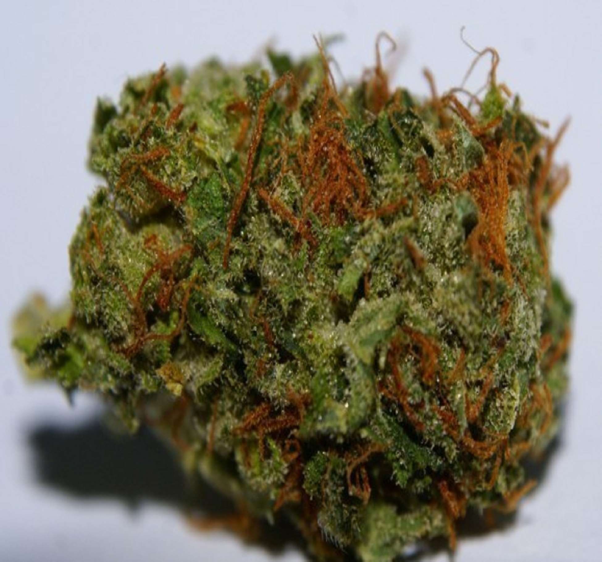 food and drink, focus on foreground, marijuana - herbal cannabis, plant, studio shot, 1080P, green color, herb, healthy eating, nature, cannabis plant, HD Wallpaper