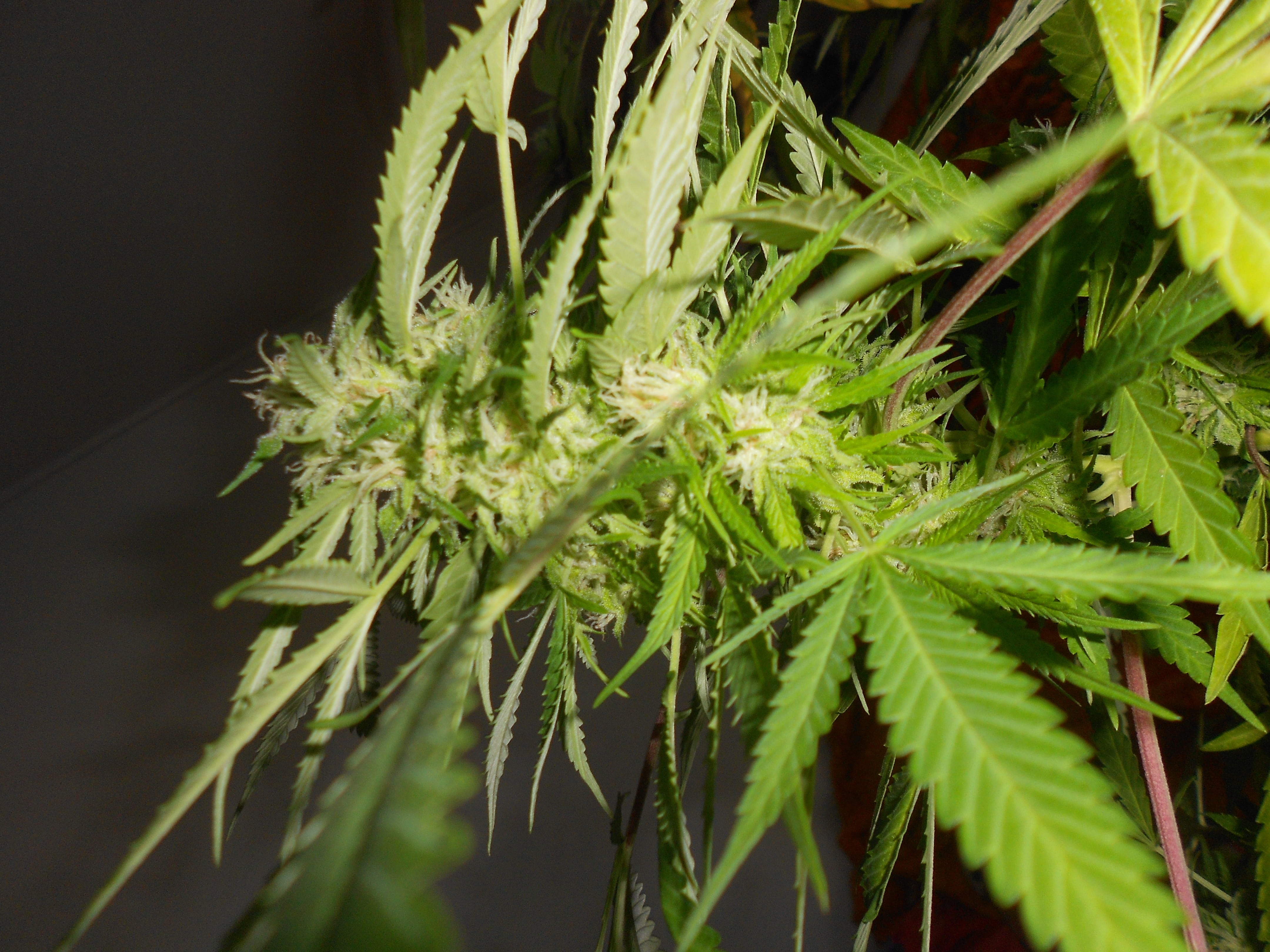 alternative medicine, weed, plant, herbal medicine, cannabis plant, leaf, medicine, healthcare and medicine, medical cannabis, nature, herb, close-up, green, HD Wallpaper