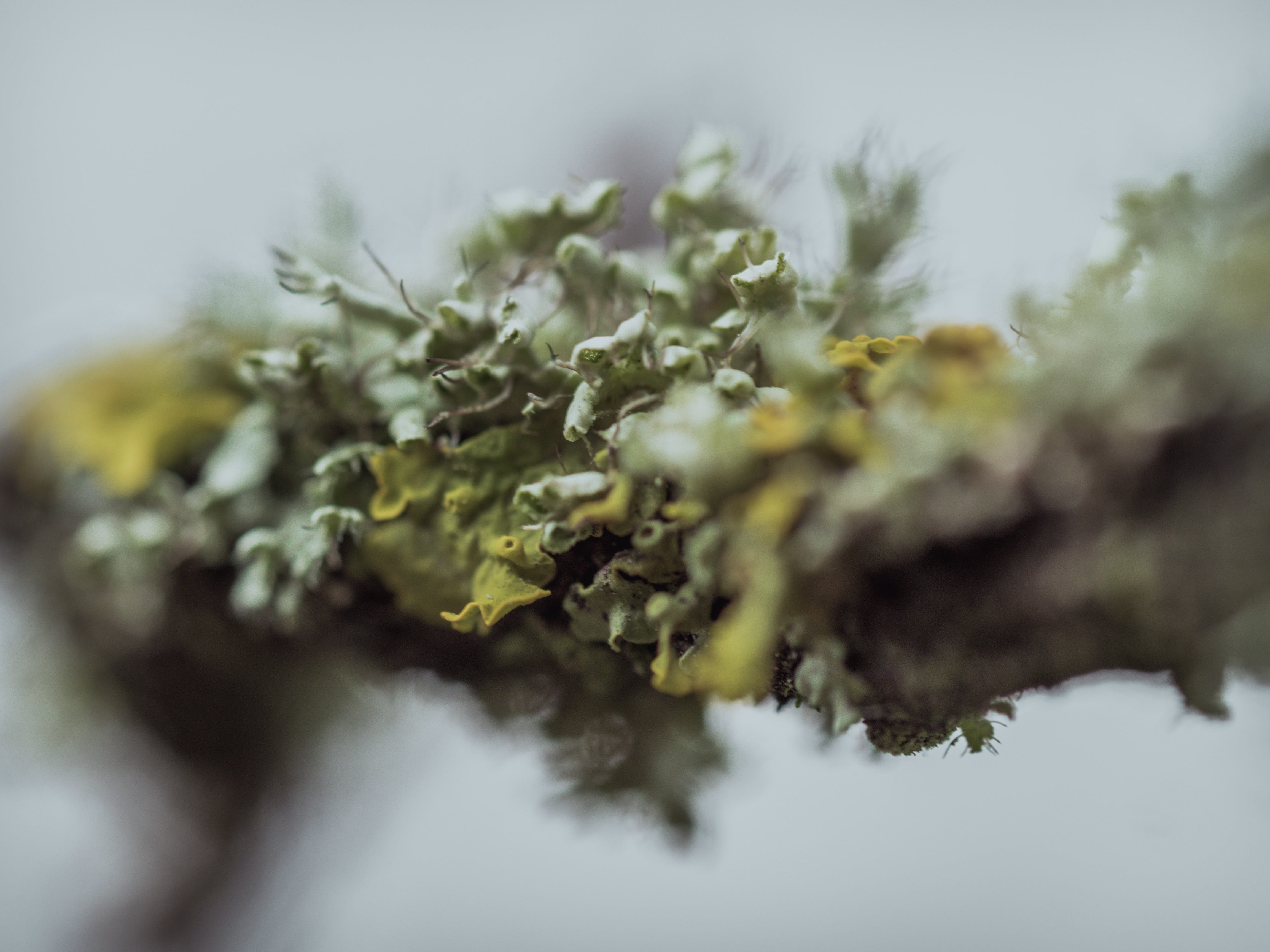 narcotic, no people, cannabis - narcotic, herb, alternative medicine, healthcare and medicine, medicine, selective focus, nature, marijuana - herbal cannabis, HD Wallpaper